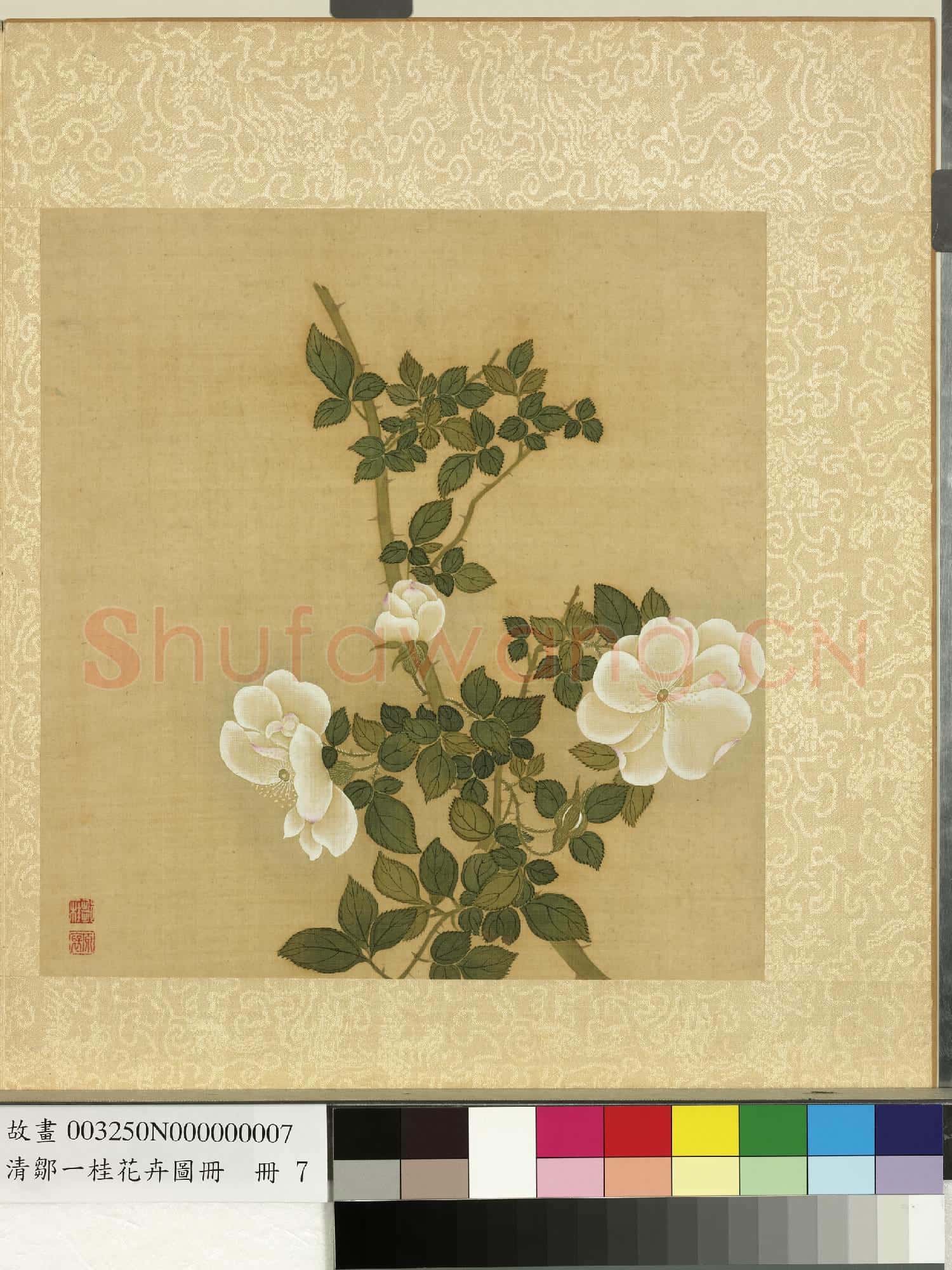 清鄒一桂花卉畫冊 冊 白薔薇
