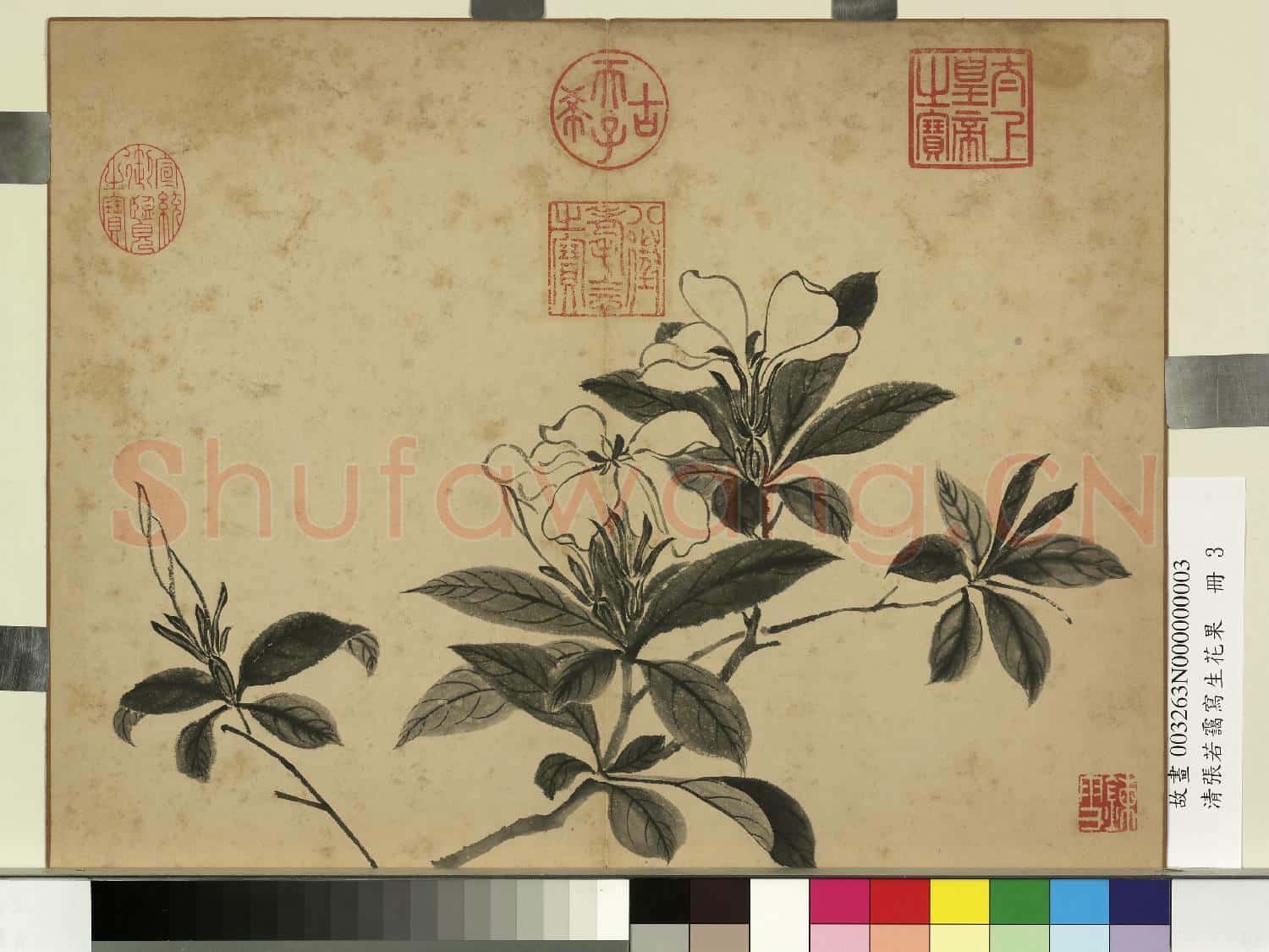 清張若靄寫生花果 冊 梔子