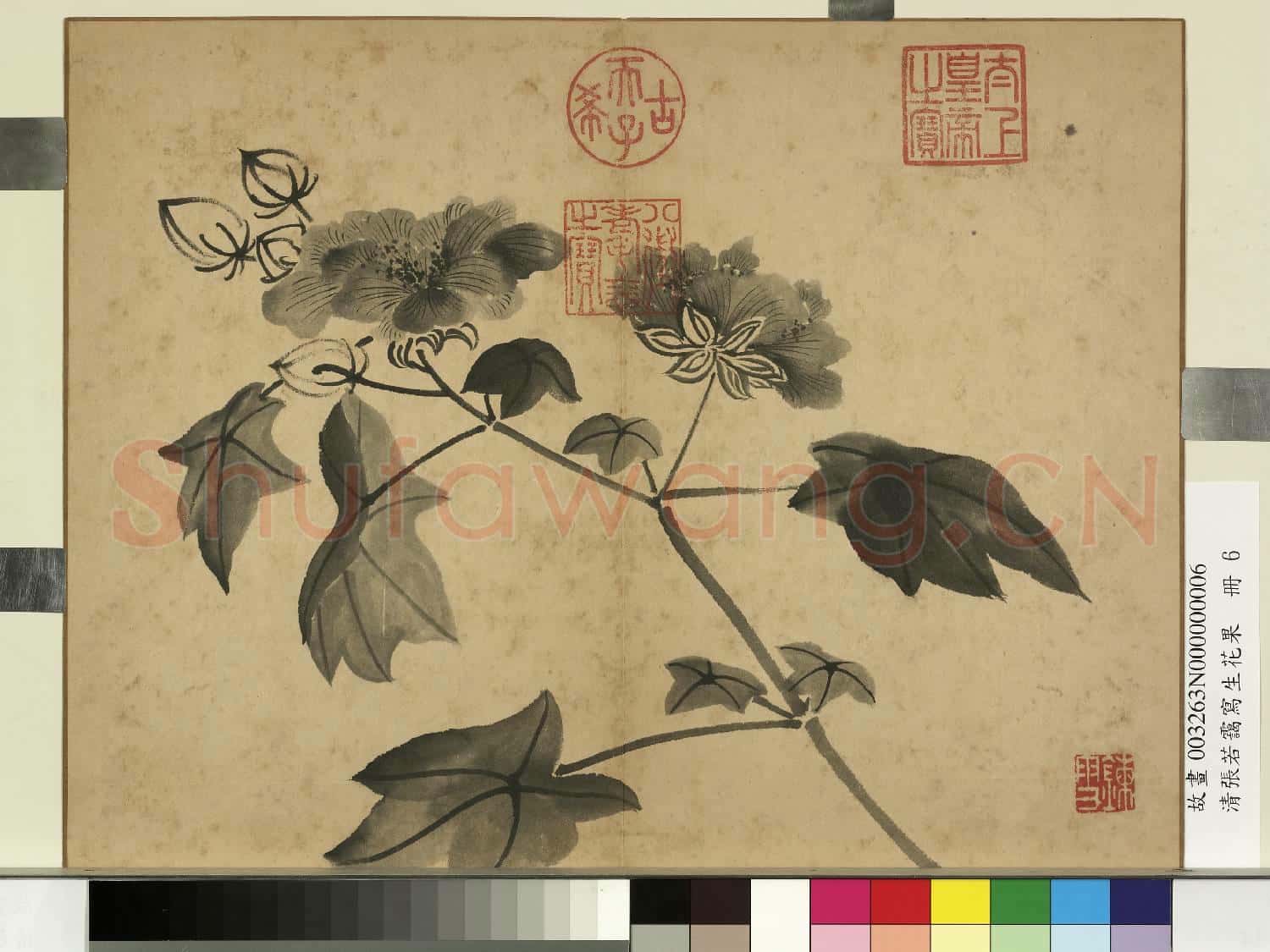 清張若靄寫生花果 冊 秋葵