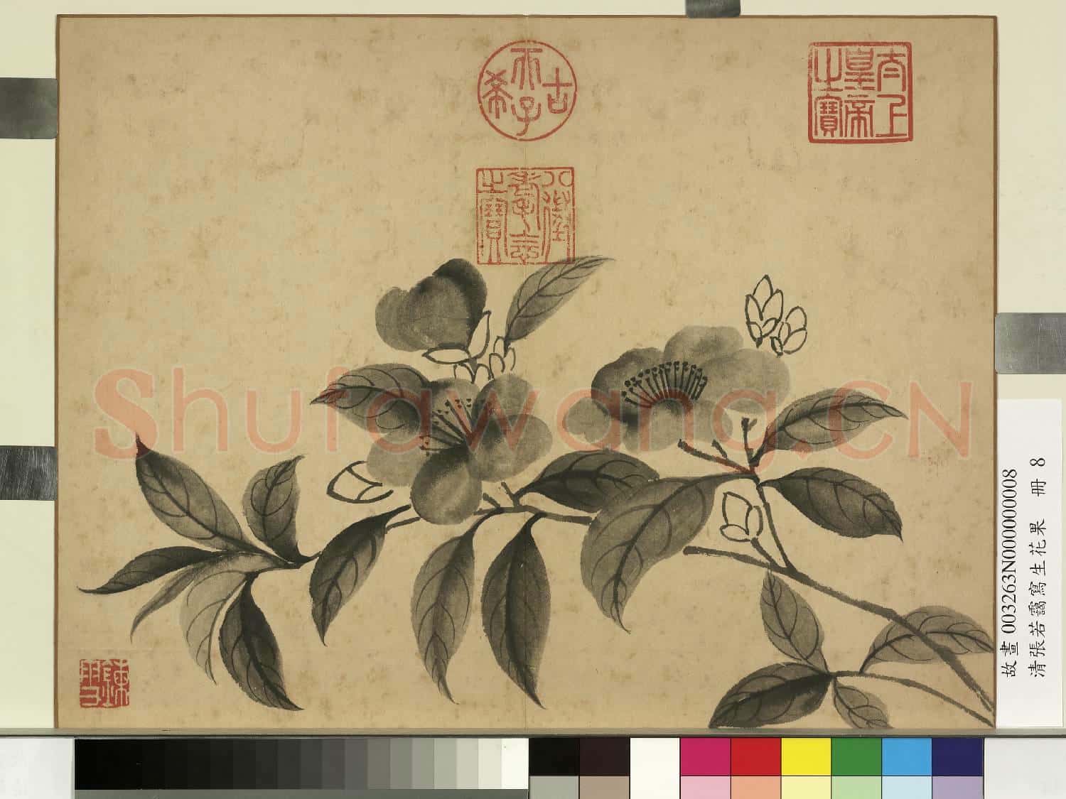 清張若靄寫生花果 冊 山茶