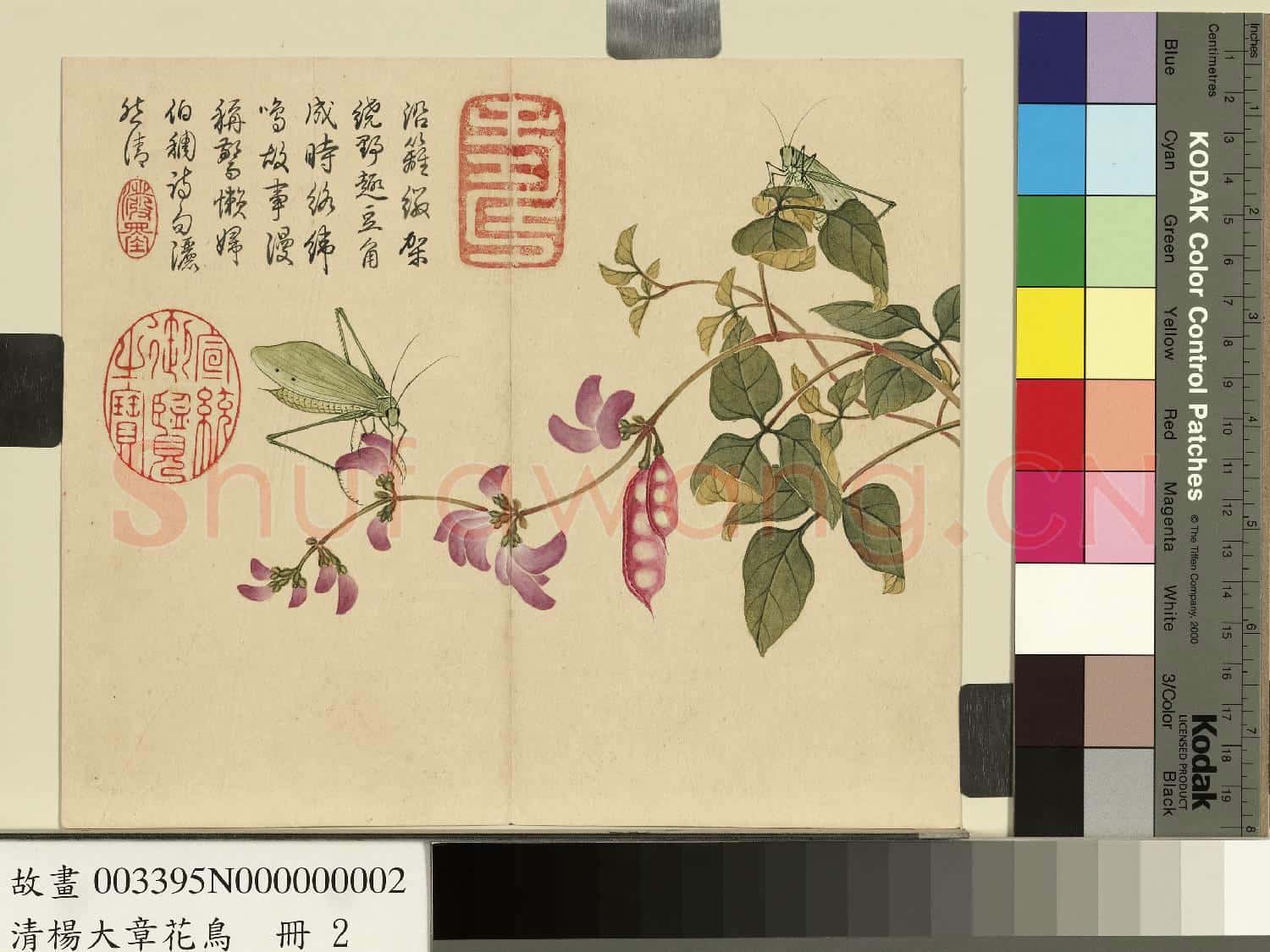 清楊大章花鳥.冊.豆花絡緯故畫