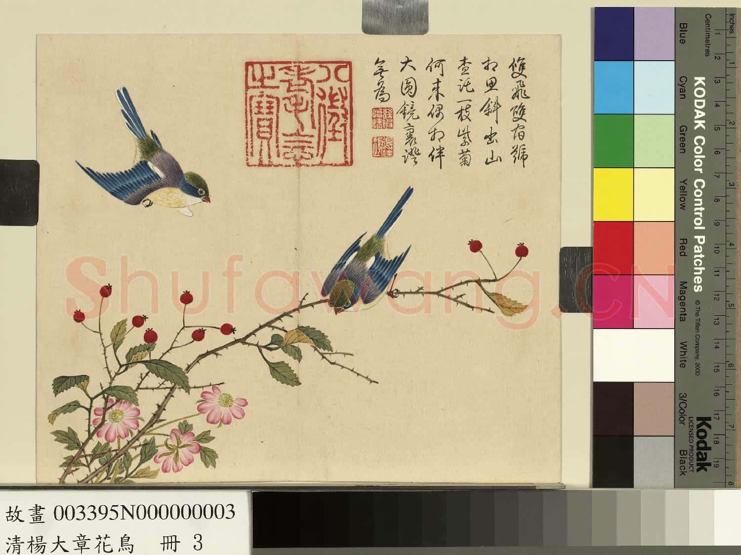 清楊大章花鳥.冊.山樝相思鳥故畫