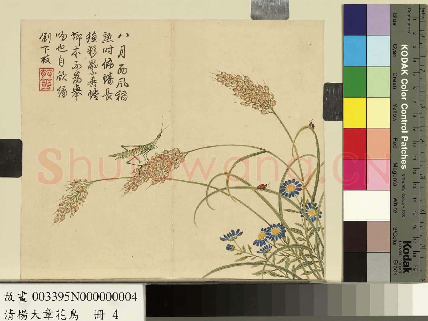 清楊大章花鳥.冊.稻穗螳螂故畫