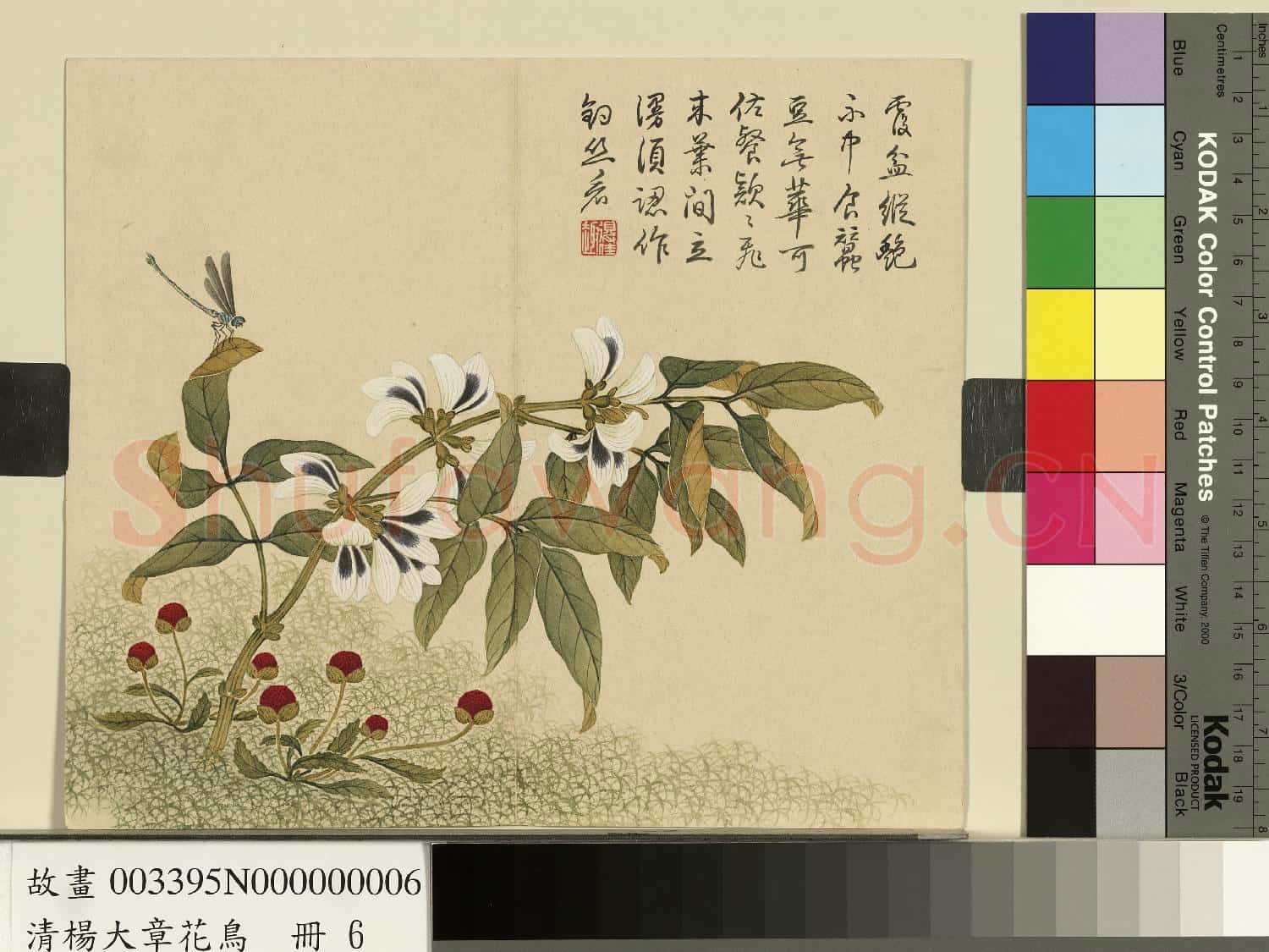 清楊大章花鳥.冊.豆花蜻蜓故畫