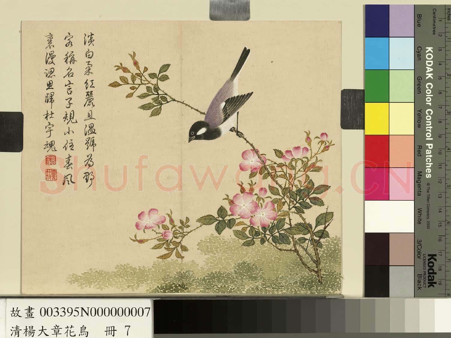 清楊大章花鳥.冊.薔薇子規故畫