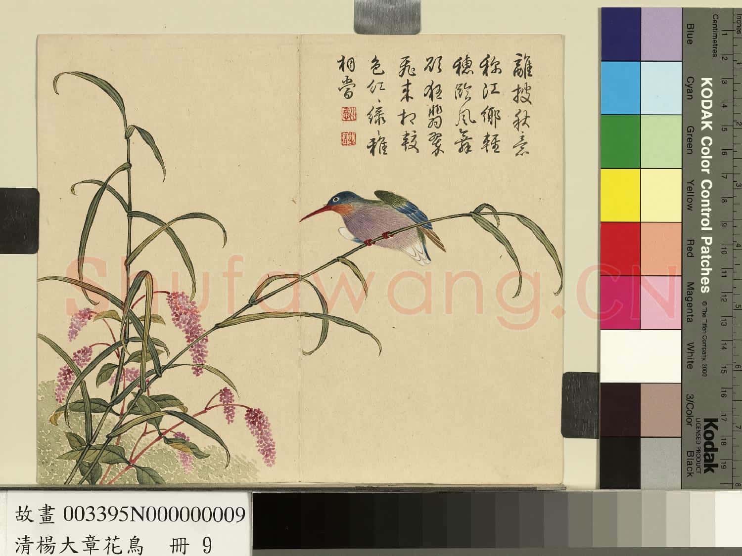 清楊大章花鳥.冊.蓼花翠鳥故畫