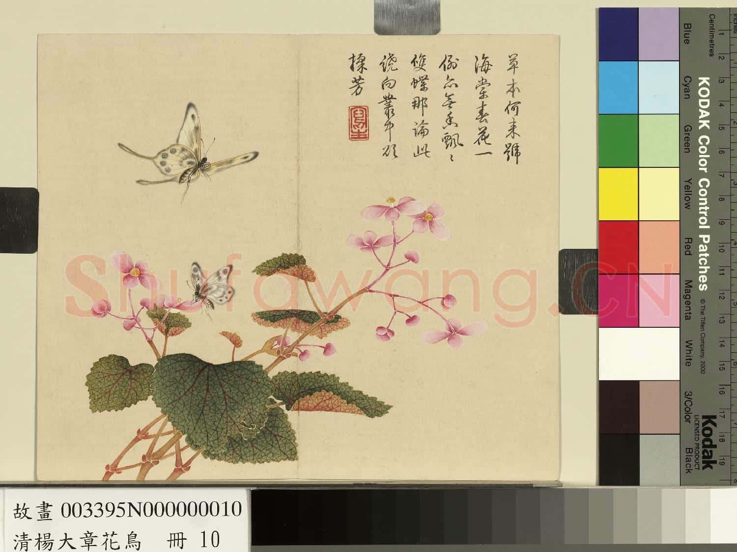 清楊大章花鳥.冊.秋海棠蝴蝶故畫