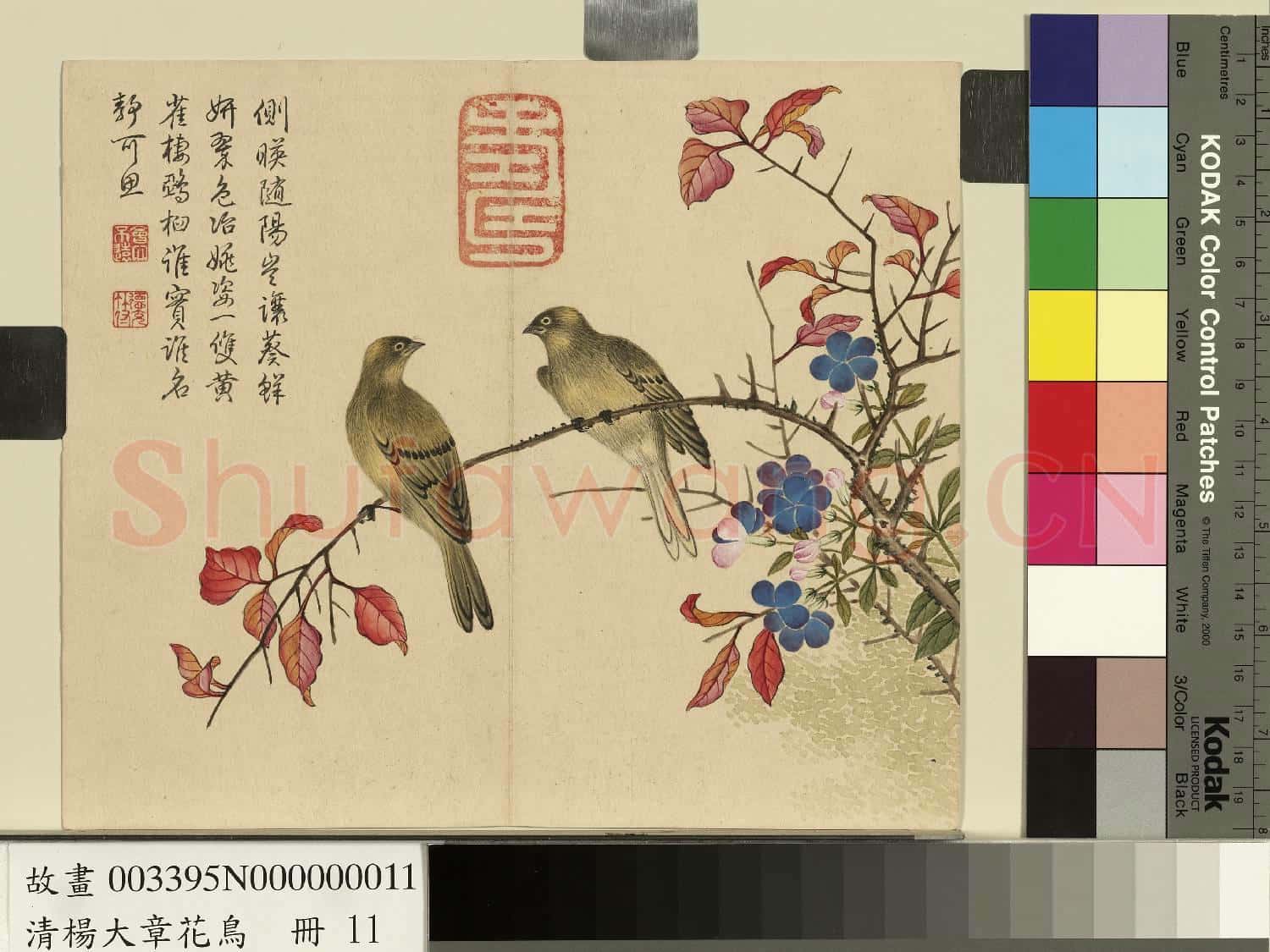 清楊大章花鳥.冊.翠梅黃雀故畫