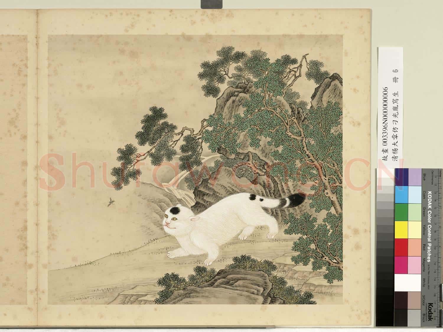 清楊大章仿刁光胤寫生.冊.柏木山貓故畫