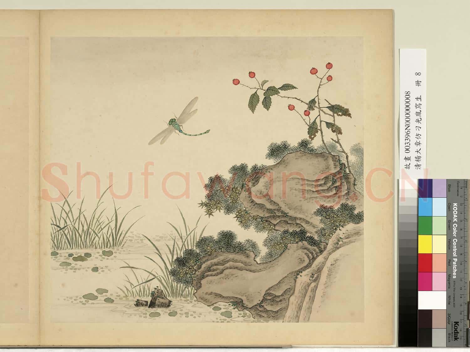 清楊大章仿刁光胤寫生.冊.秋塘蜻蜓故畫
