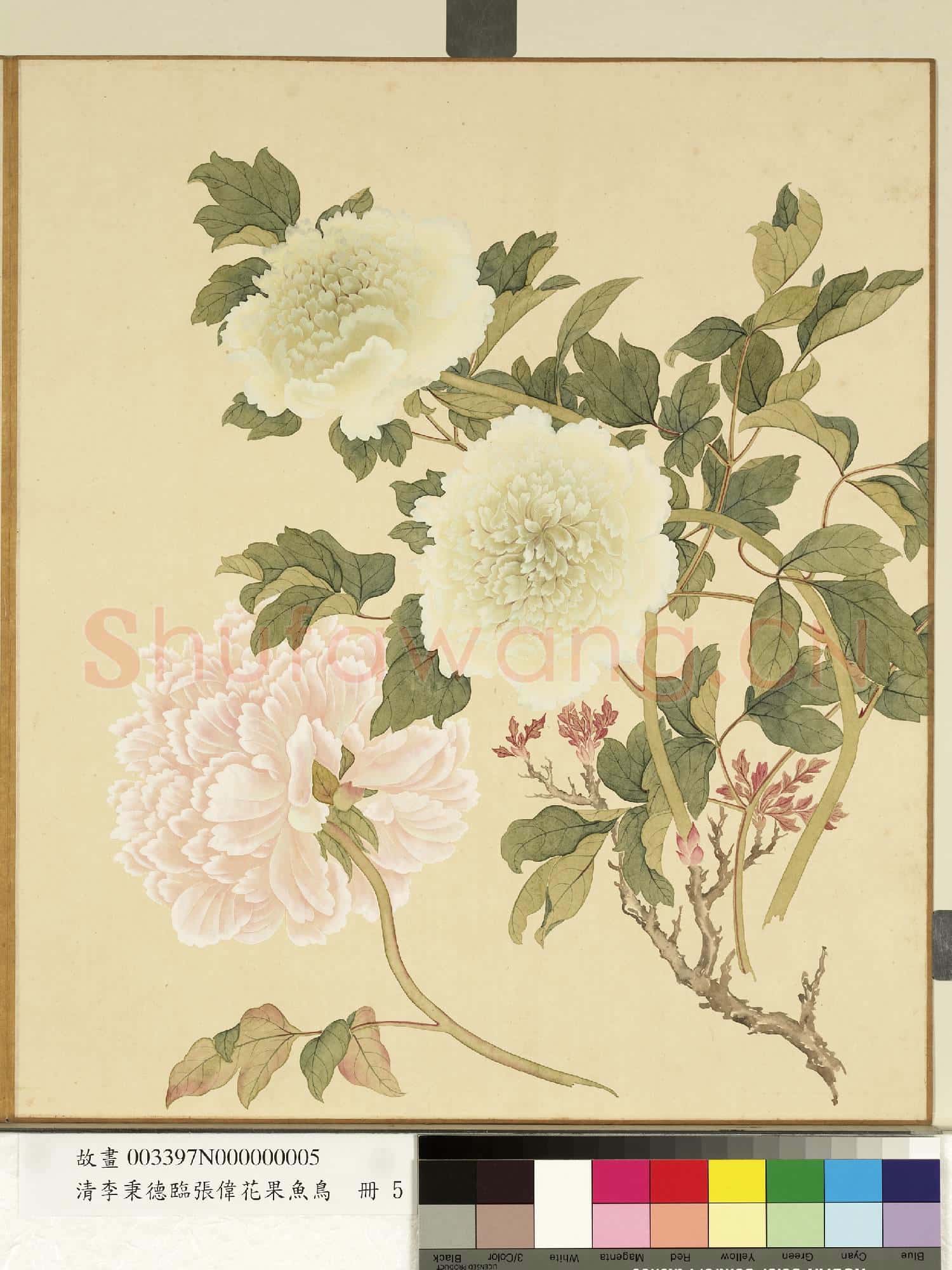 清李秉德臨張偉花果魚鳥.冊.牡丹故畫