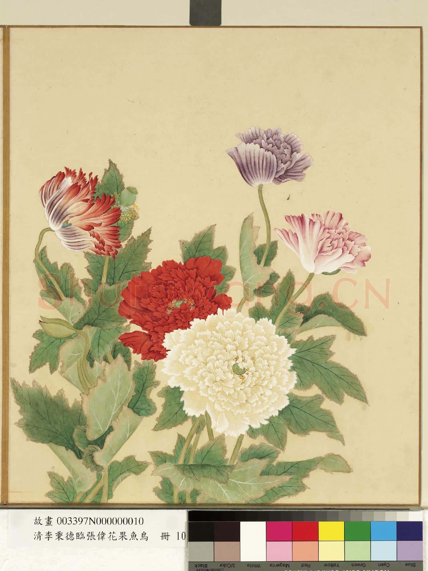 清李秉德臨張偉花果魚鳥.冊.罌粟故畫