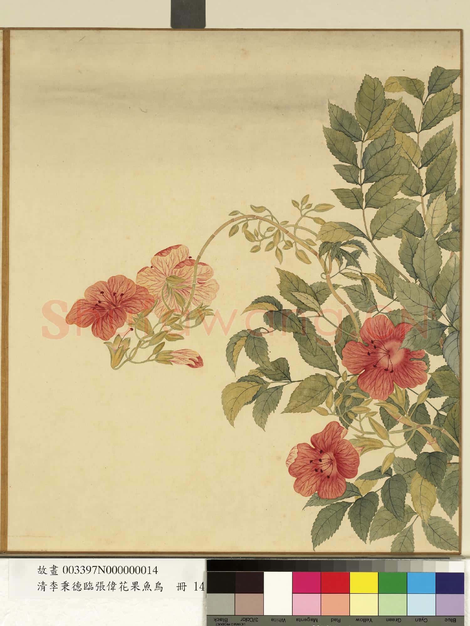 清李秉德臨張偉花果魚鳥.冊.凌霄故畫