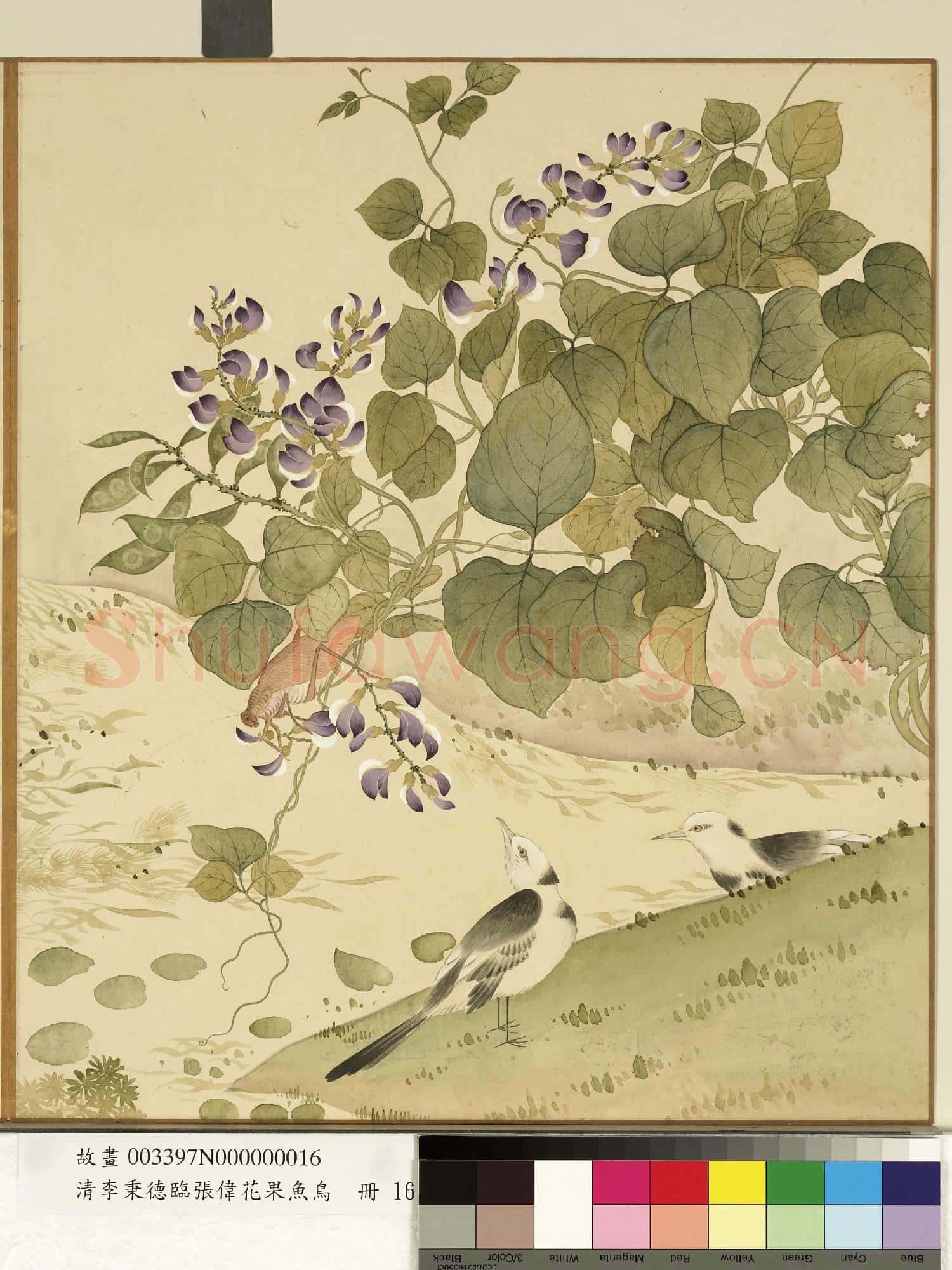 清李秉德臨張偉花果魚鳥.冊.豆花鶺鴒故畫