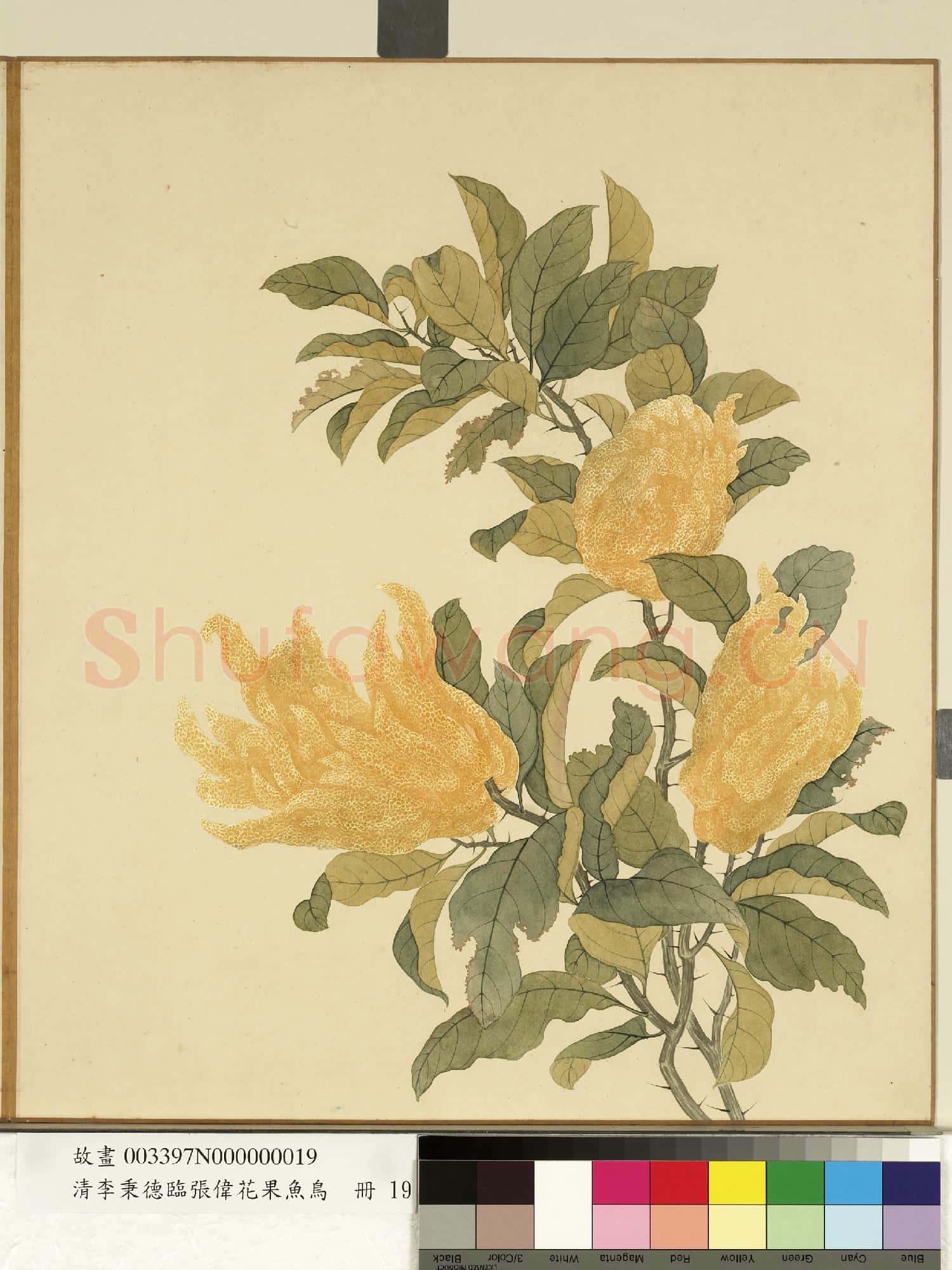 清李秉德臨張偉花果魚鳥.冊.佛手柑故畫
