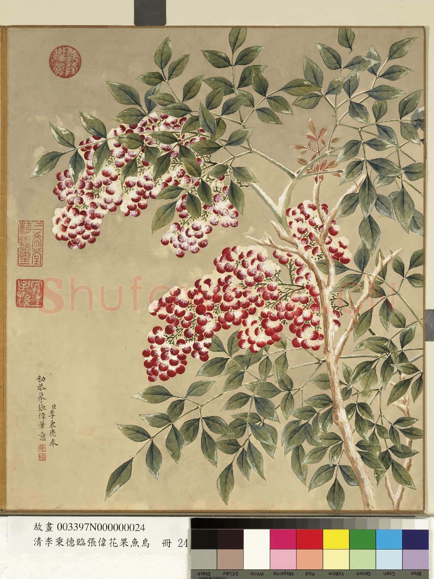 清李秉德臨張偉花果魚鳥.冊.天竺子故畫