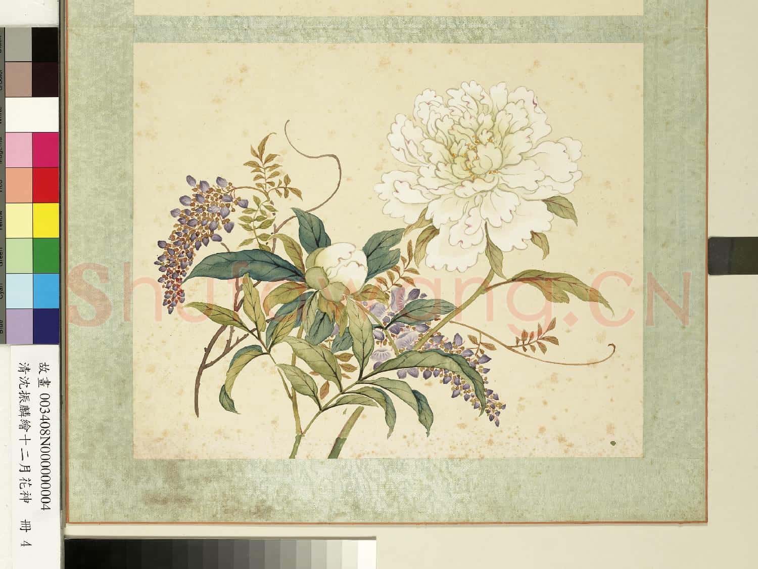 清沈振麟繪十二月花神.冊.芍藥紫藤故畫