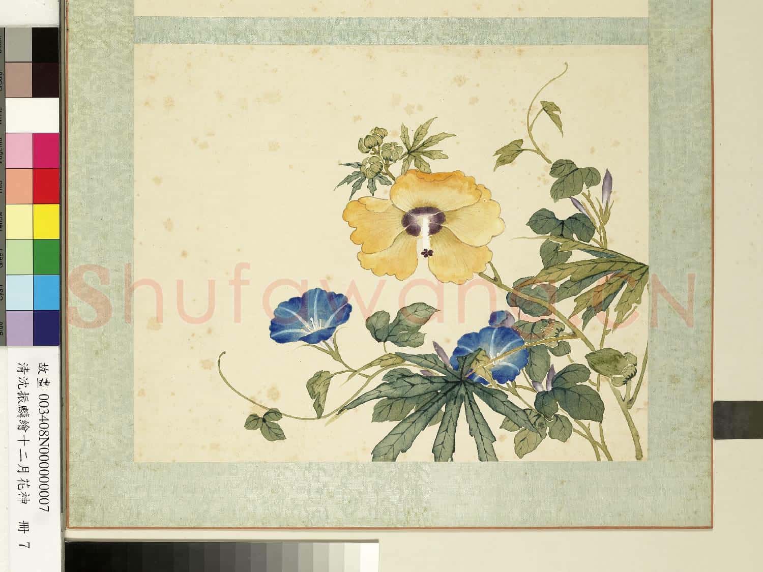 清沈振麟繪十二月花神.冊.秋葵牽牛花故畫