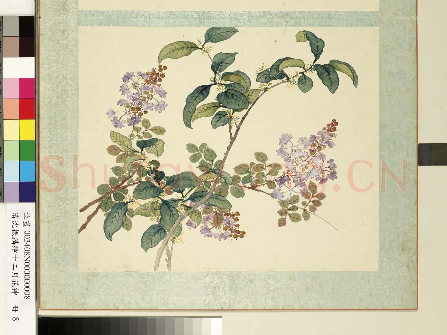 清沈振麟繪十二月花神.冊.桂花紫薇故畫