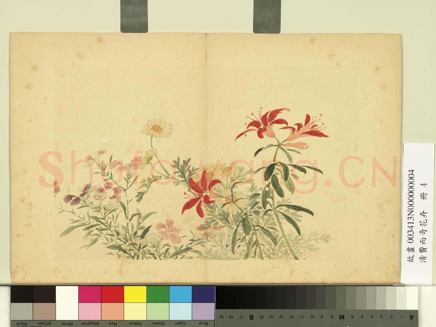 清費而奇花卉.冊.菊花石竹故畫
