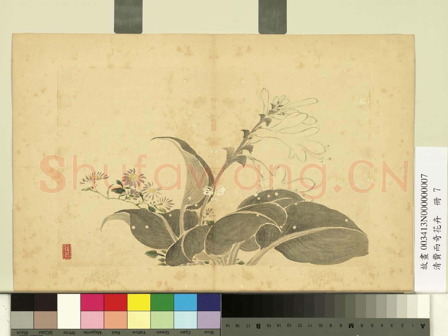 清費而奇花卉.冊.玉簪花故畫