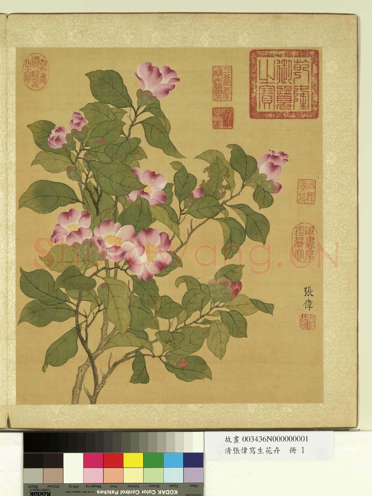 清張偉寫生花卉.冊.山茶故畫