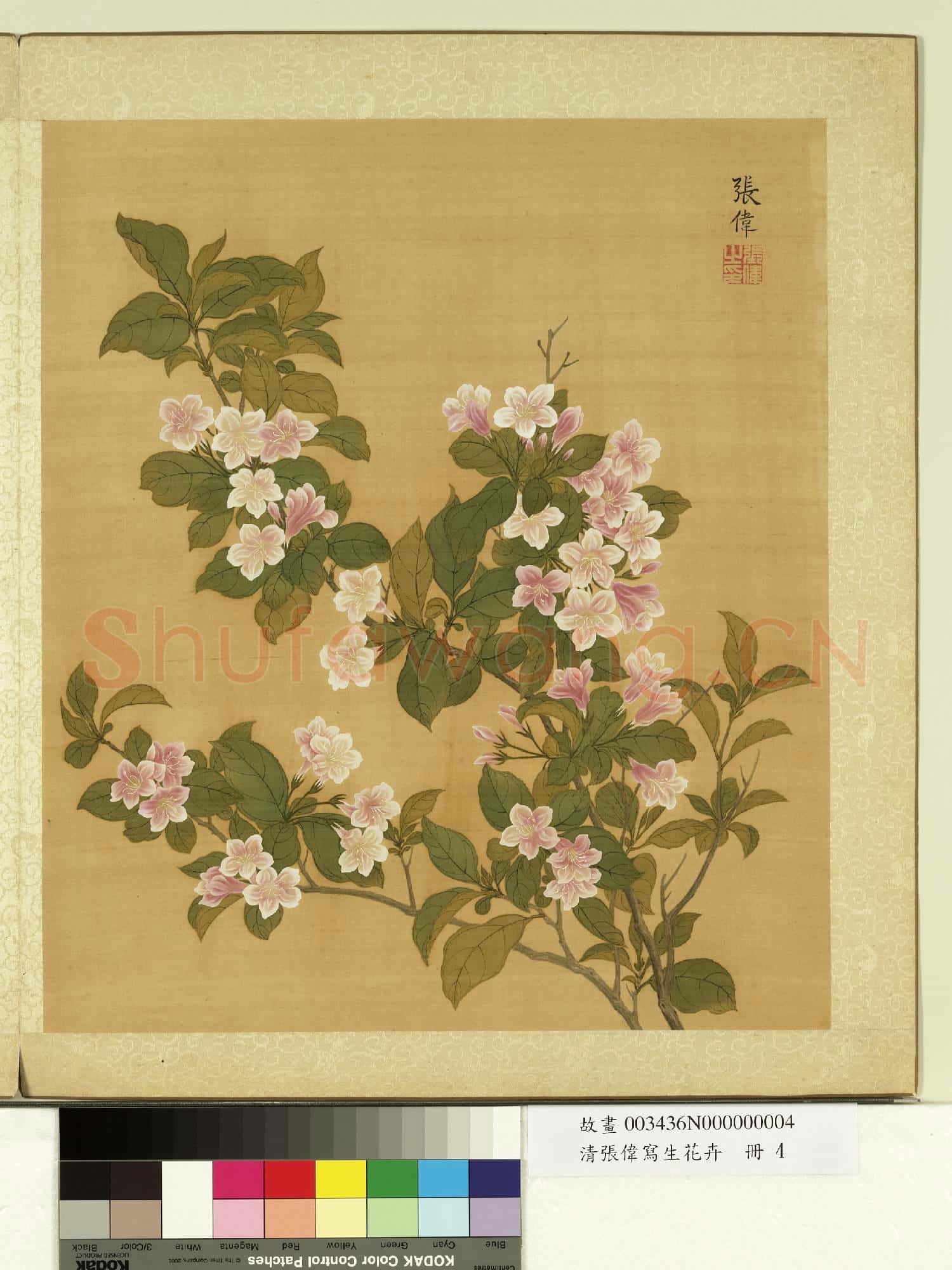 清張偉寫生花卉.冊.郁李花故畫