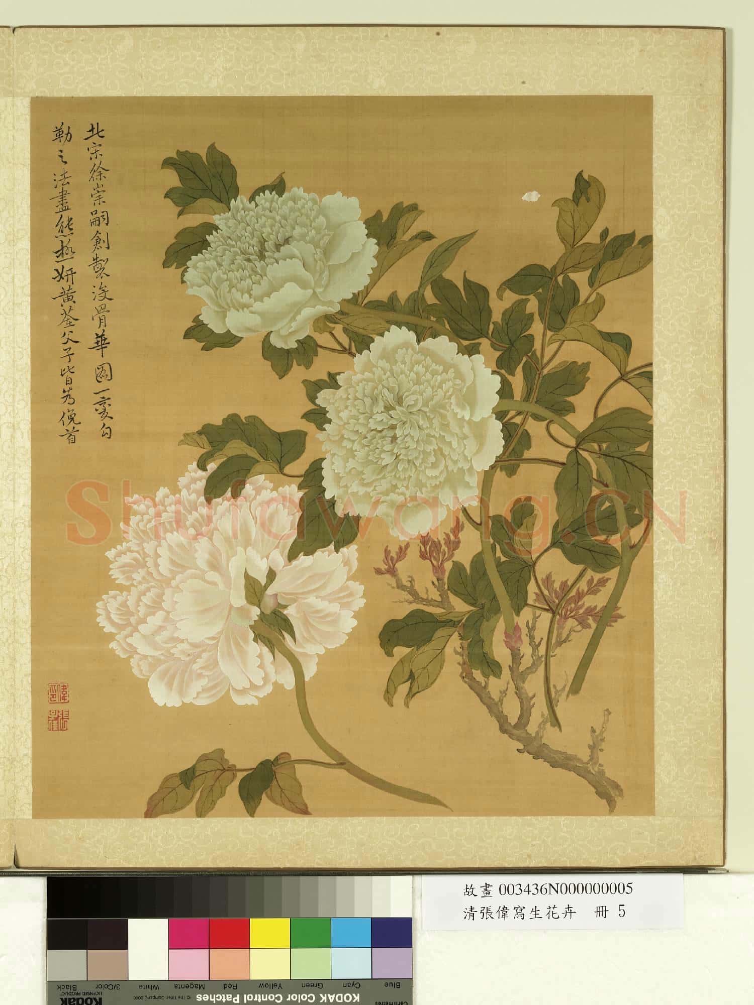 清張偉寫生花卉.冊.牡丹故畫
