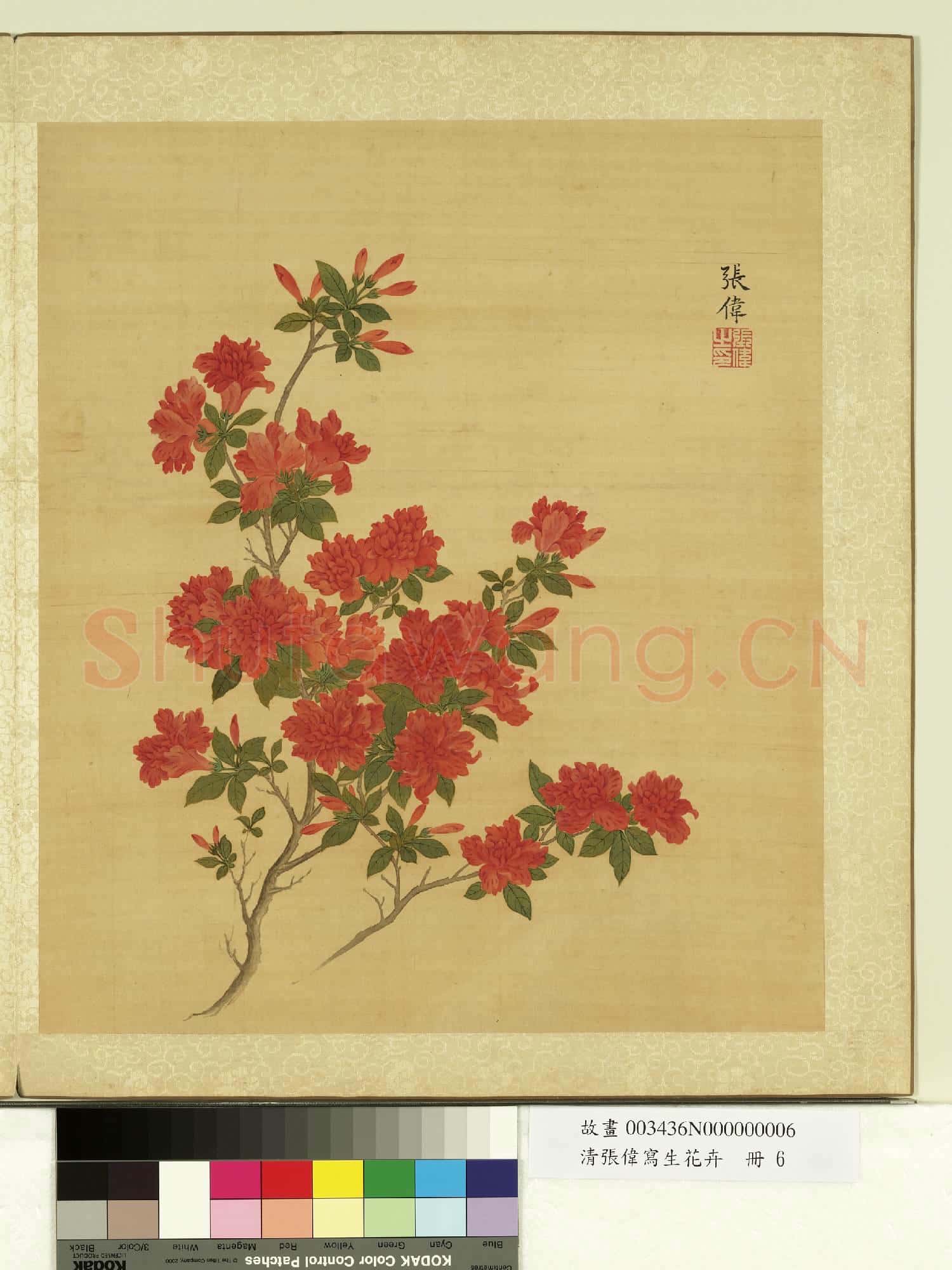 清張偉寫生花卉.冊.杜鵑故畫