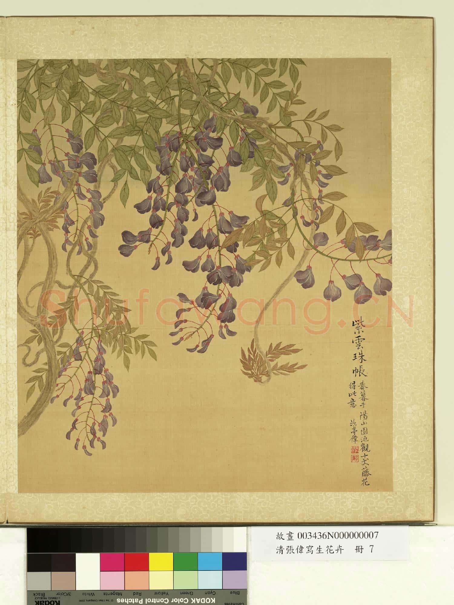 清張偉寫生花卉.冊.藤花故畫