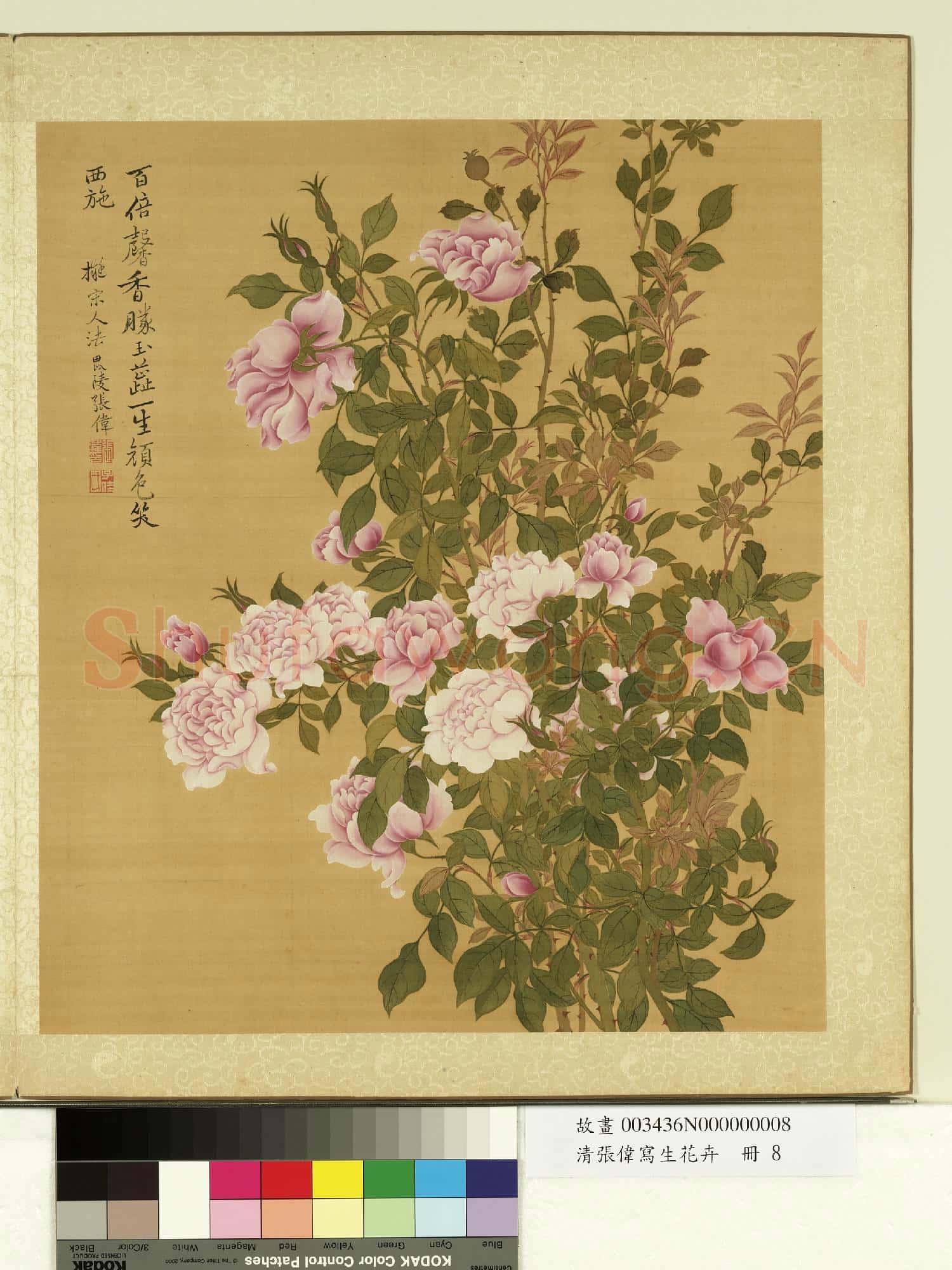 清張偉寫生花卉.冊.月季故畫