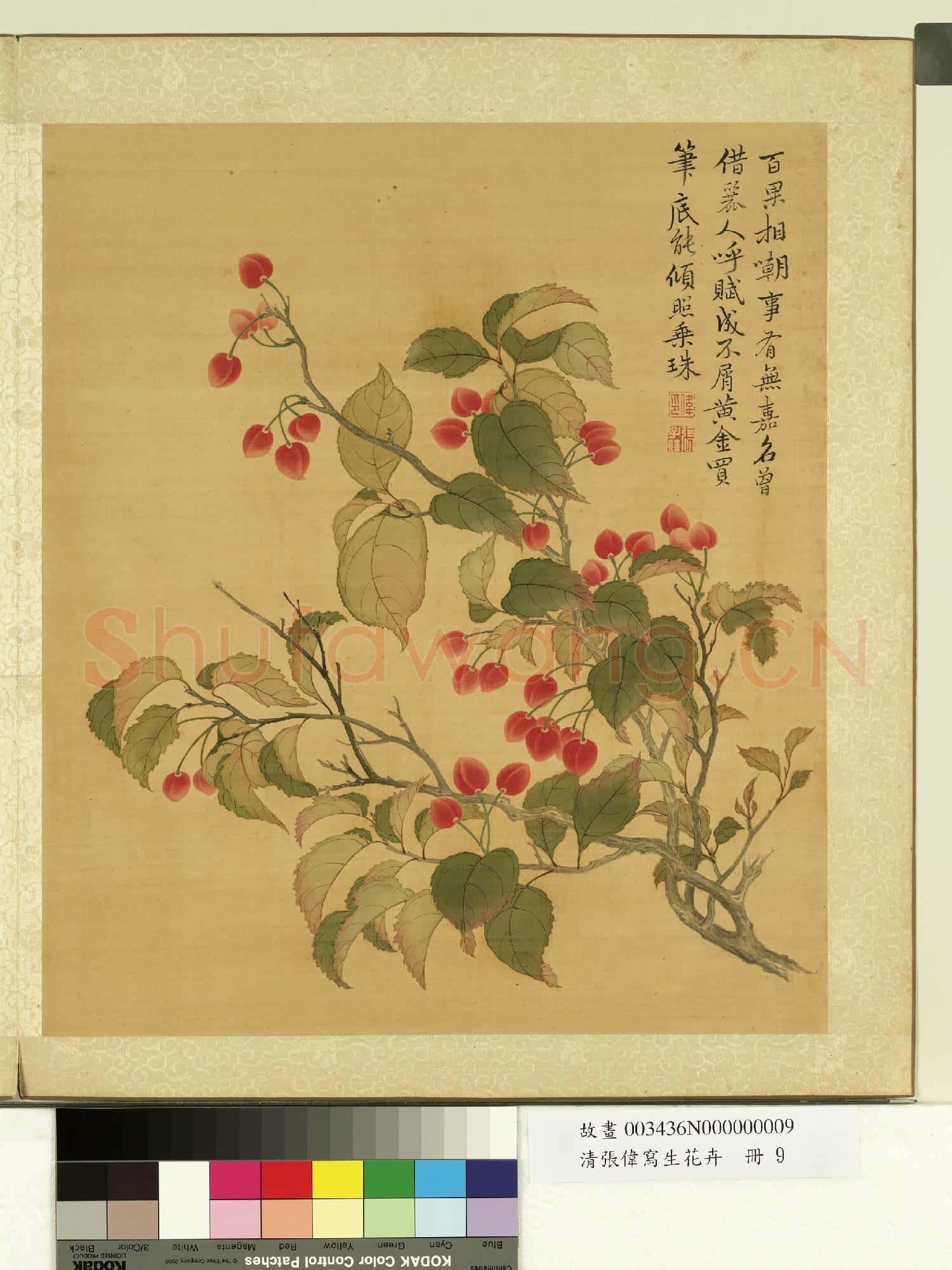 清張偉寫生花卉.冊.櫻桃故畫