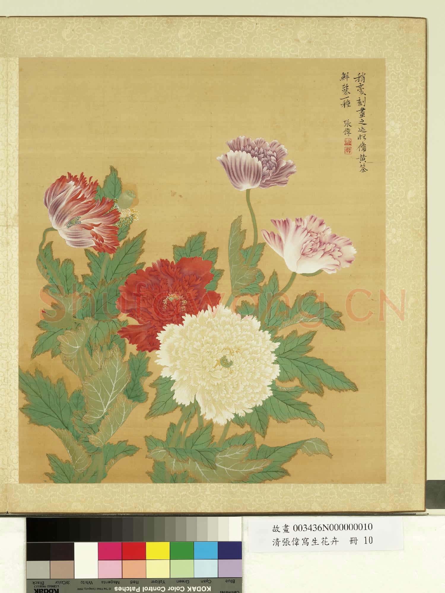 清張偉寫生花卉.冊.罌粟故畫