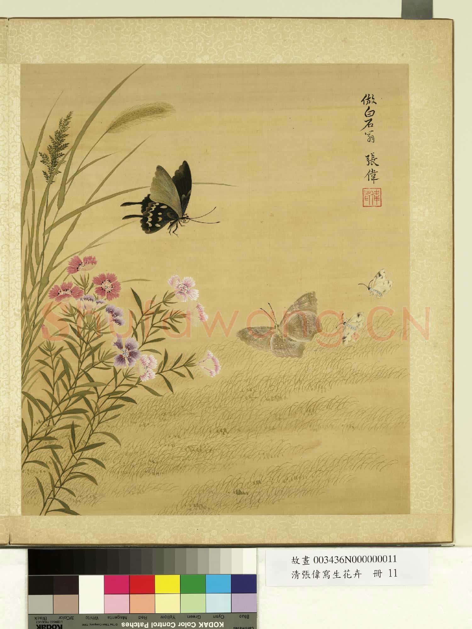 清張偉寫生花卉.冊.石竹蛺蜨故畫