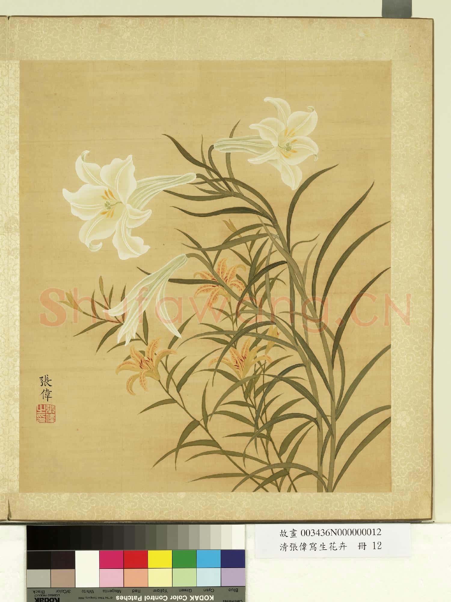 清張偉寫生花卉.冊.萱花百合故畫