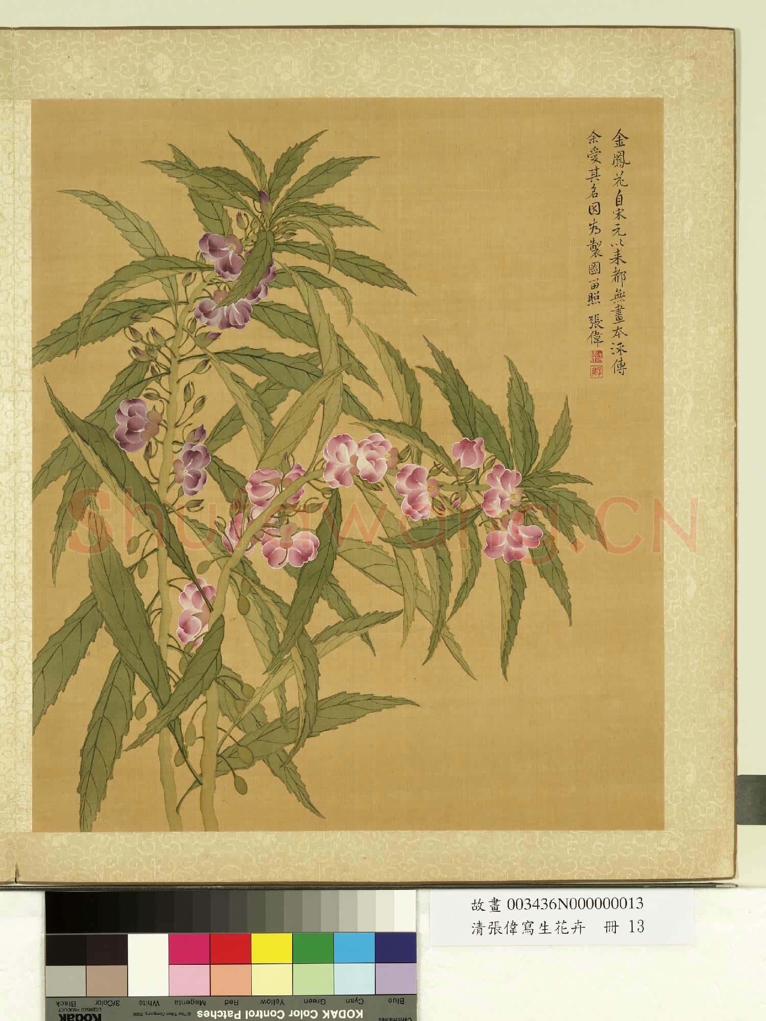 清張偉寫生花卉.冊.金鳳花故畫