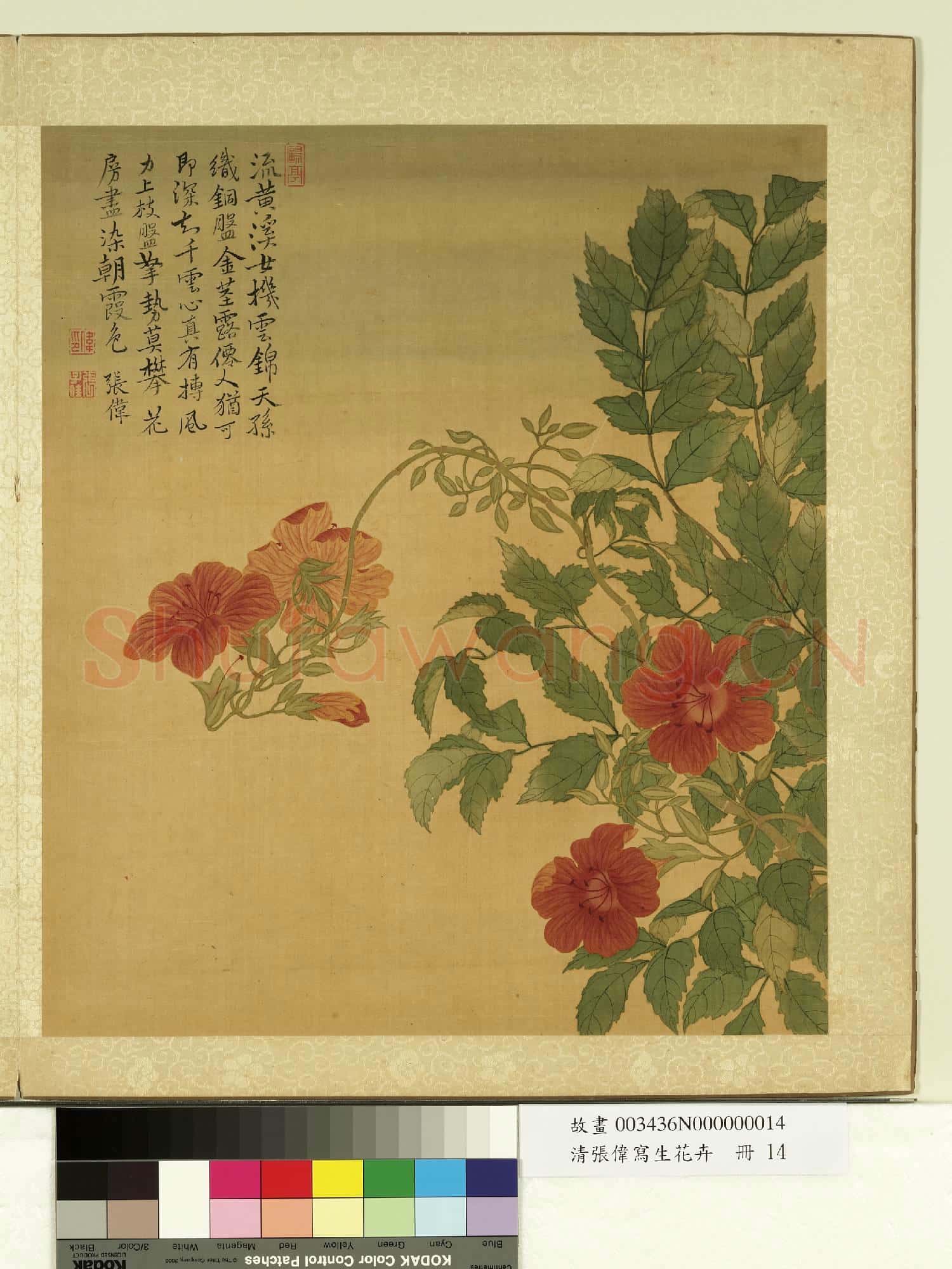清張偉寫生花卉.冊.凌霄故畫