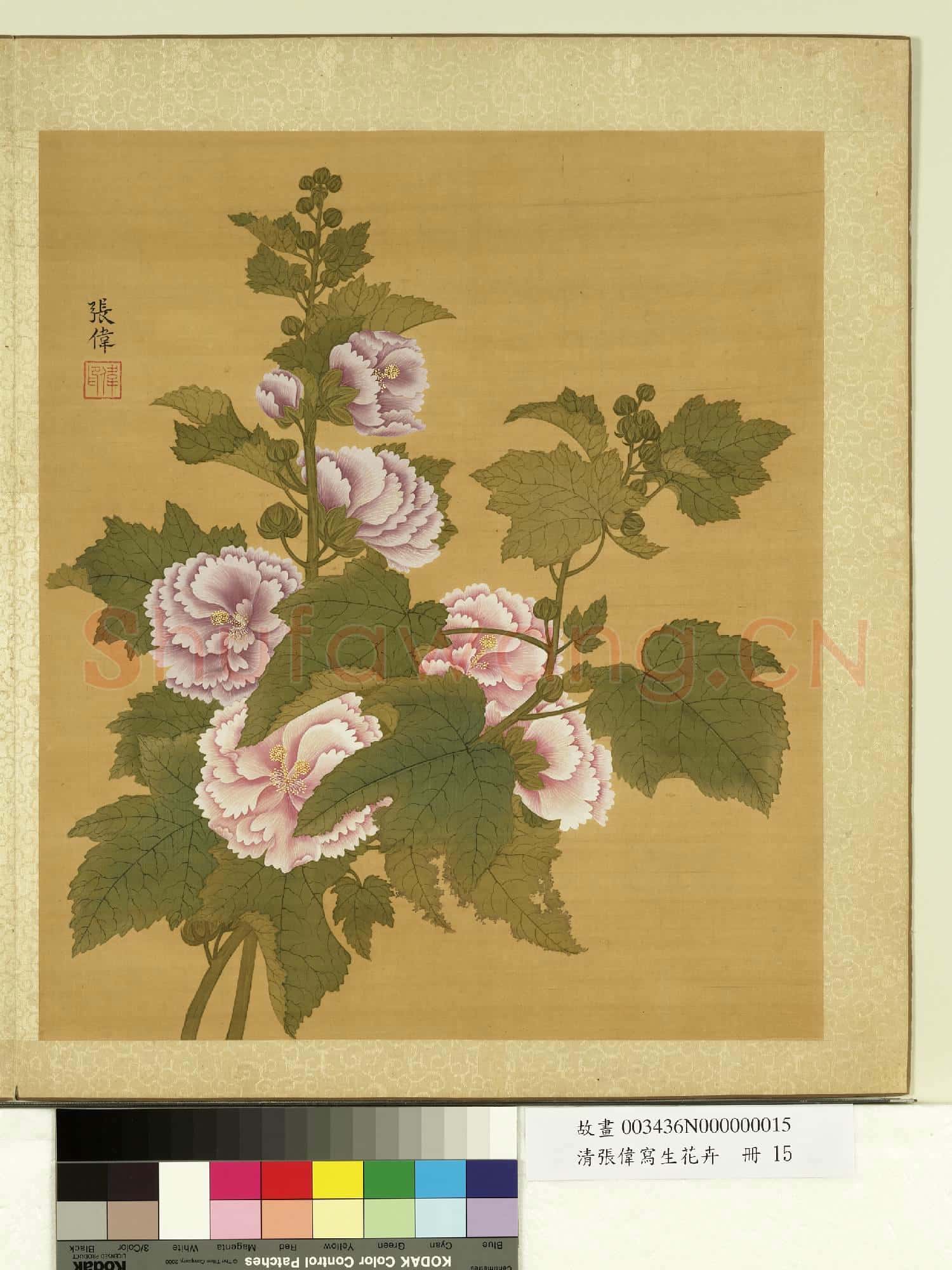 清張偉寫生花卉.冊.蜀葵故畫