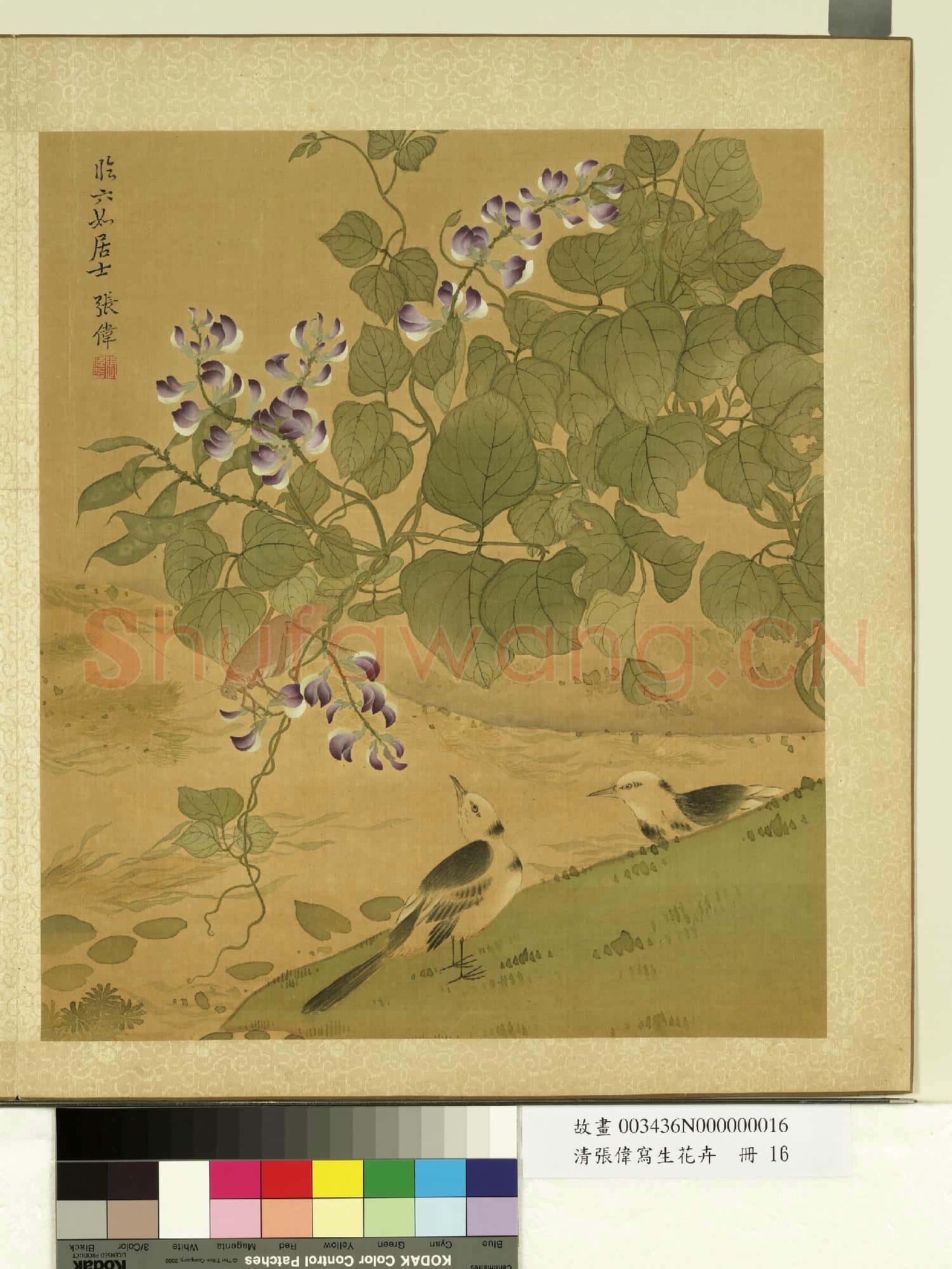 清張偉寫生花卉.冊.荳花脊鴒故畫