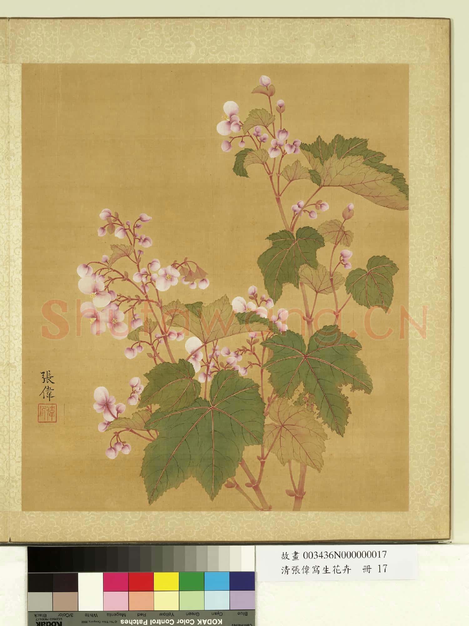 清張偉寫生花卉.冊.秋海棠故畫