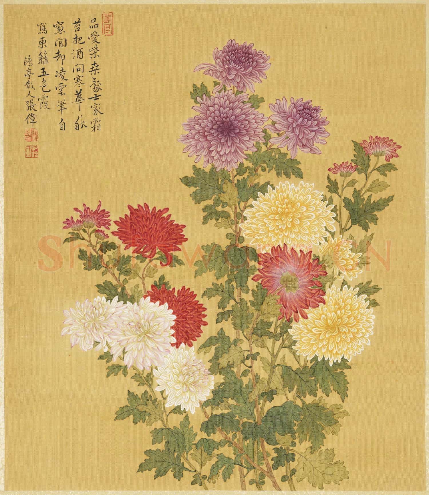 清張偉寫生花卉.冊.菊花故畫