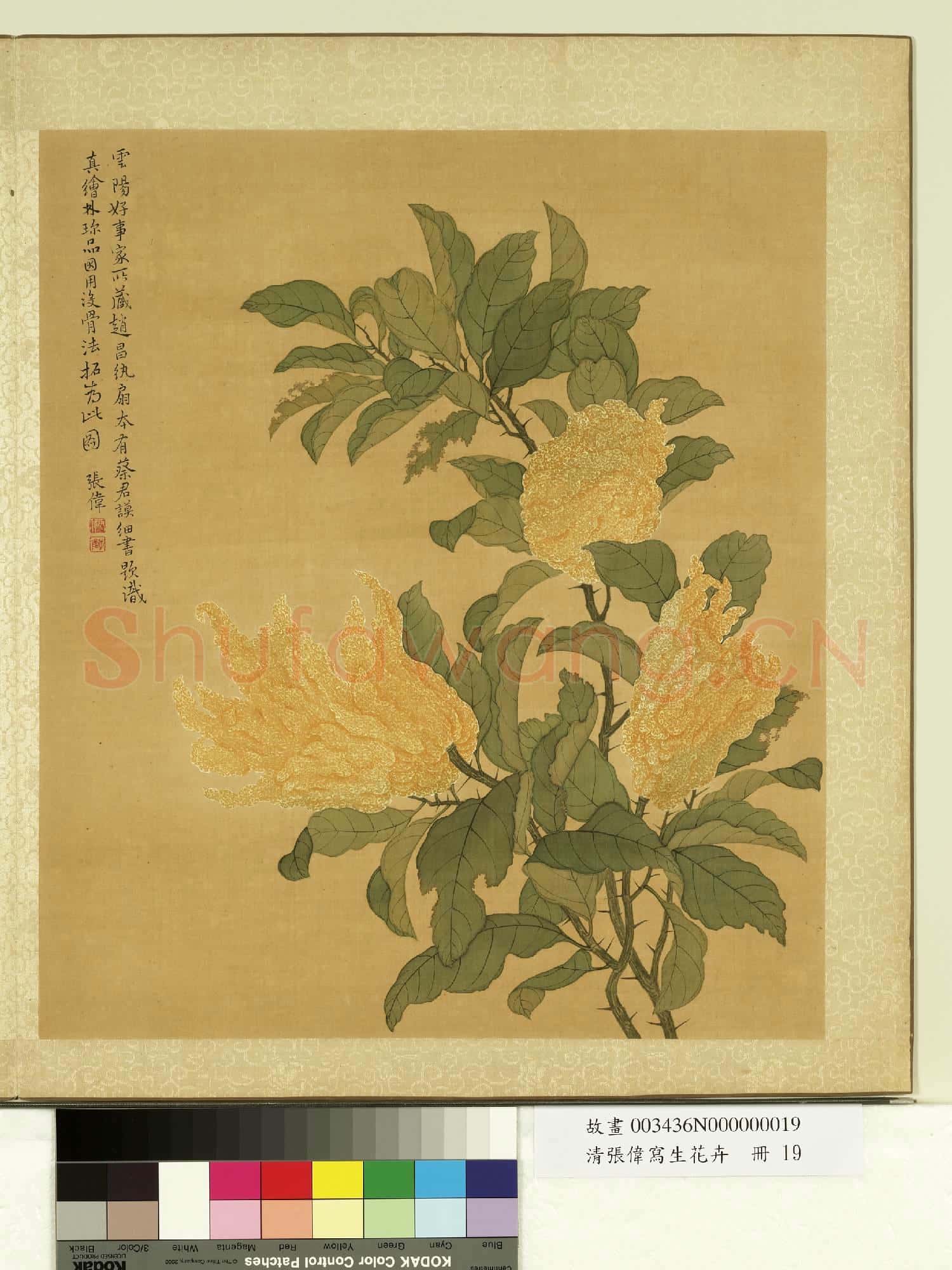 清張偉寫生花卉.冊.佛手柑故畫