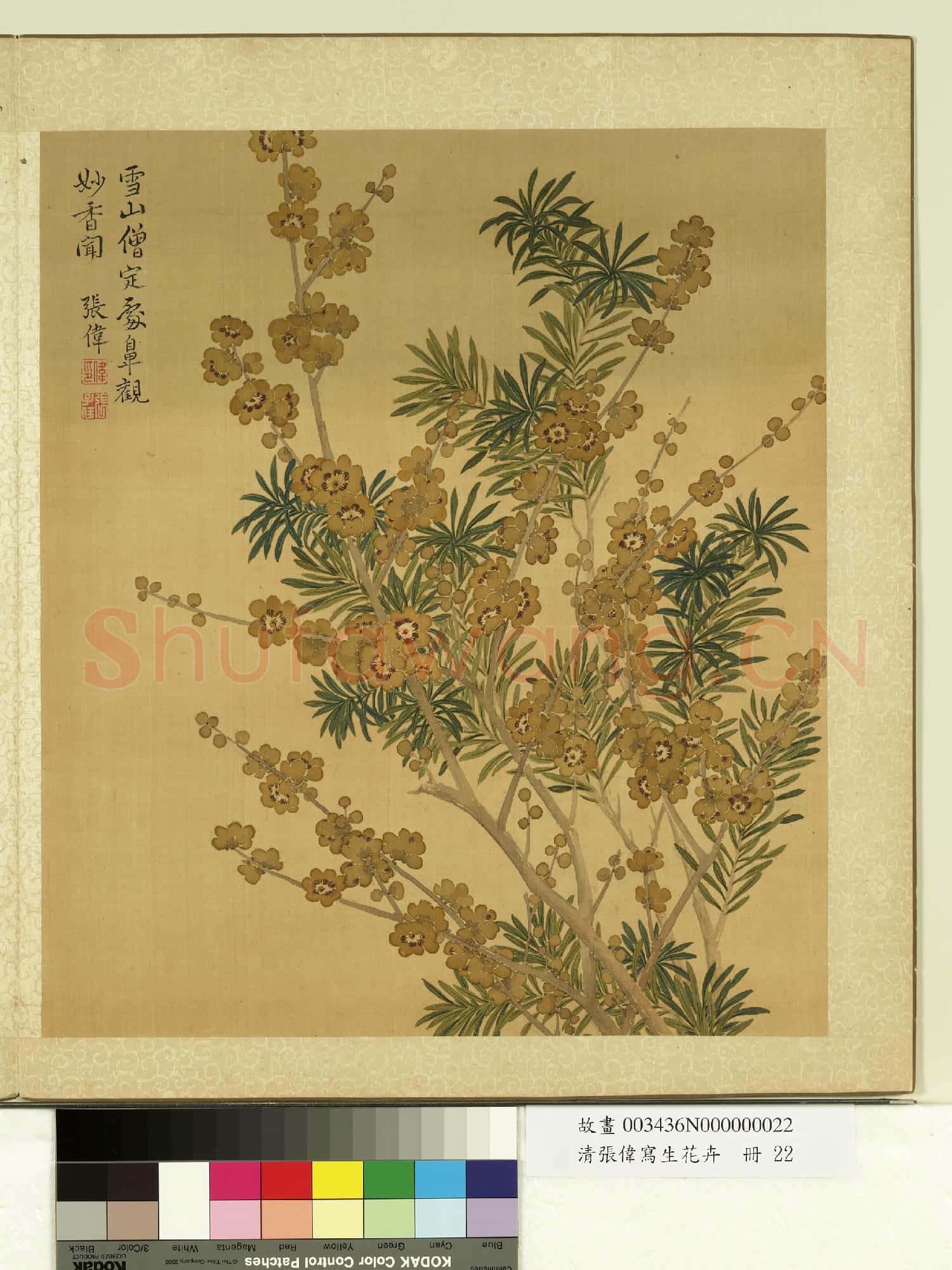 清張偉寫生花卉.冊.蠟梅羅漢松故畫