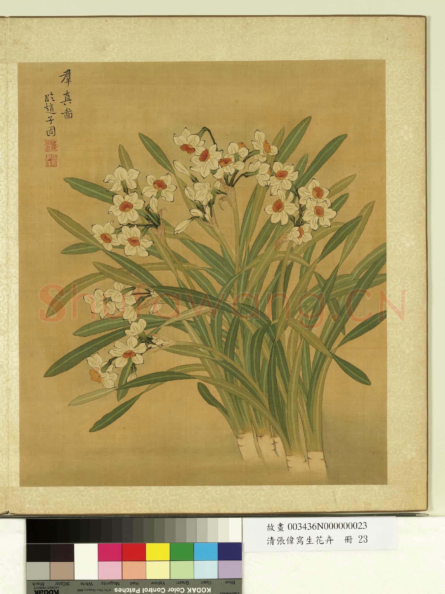 清張偉寫生花卉.冊.水仙故畫