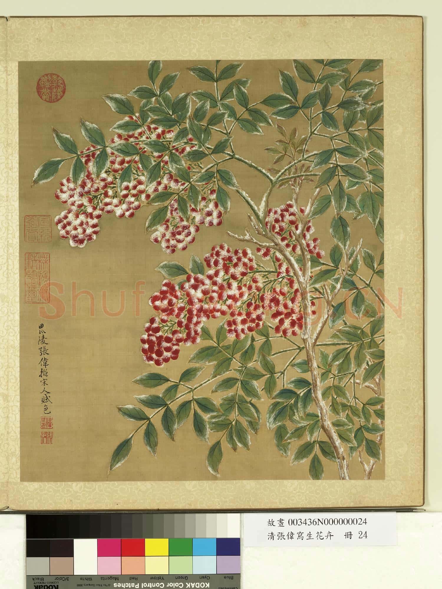 清張偉寫生花卉.冊.天竹故畫