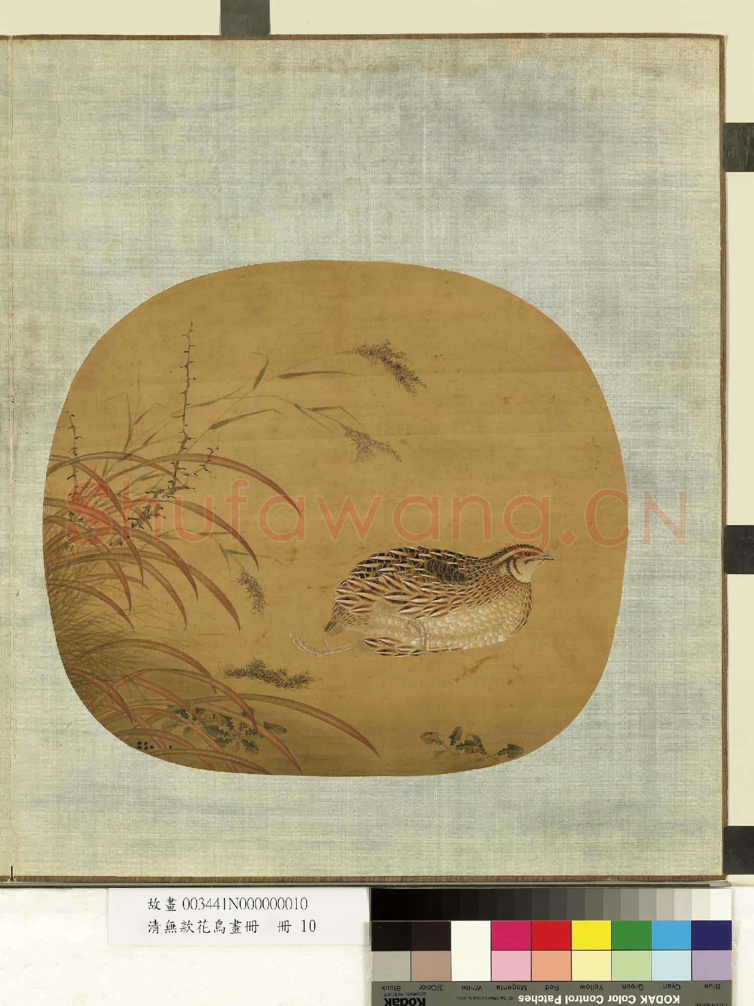 清無款花鳥畫