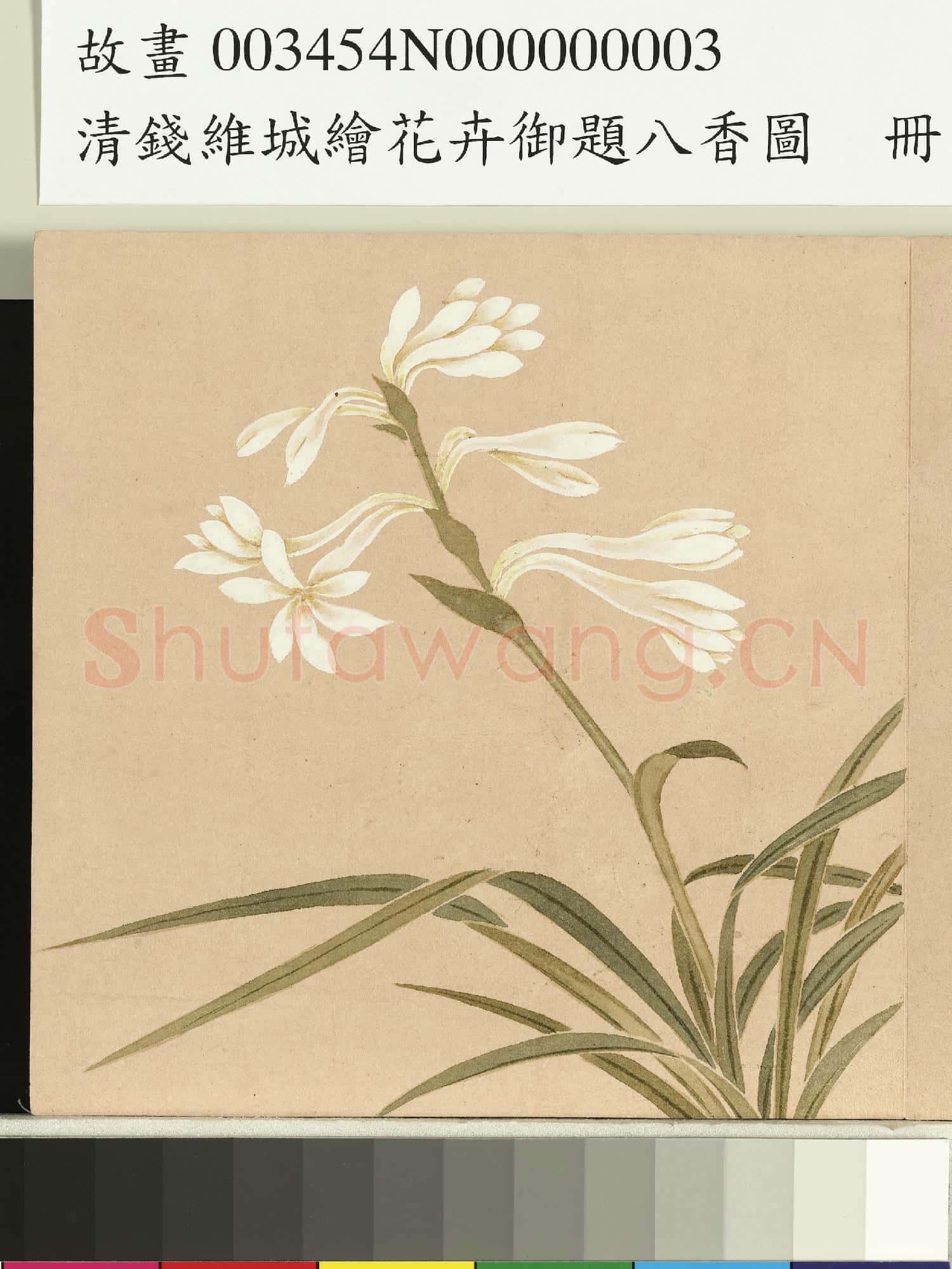 清錢維城繪花卉御題八香圖.冊.晚香玉故畫
