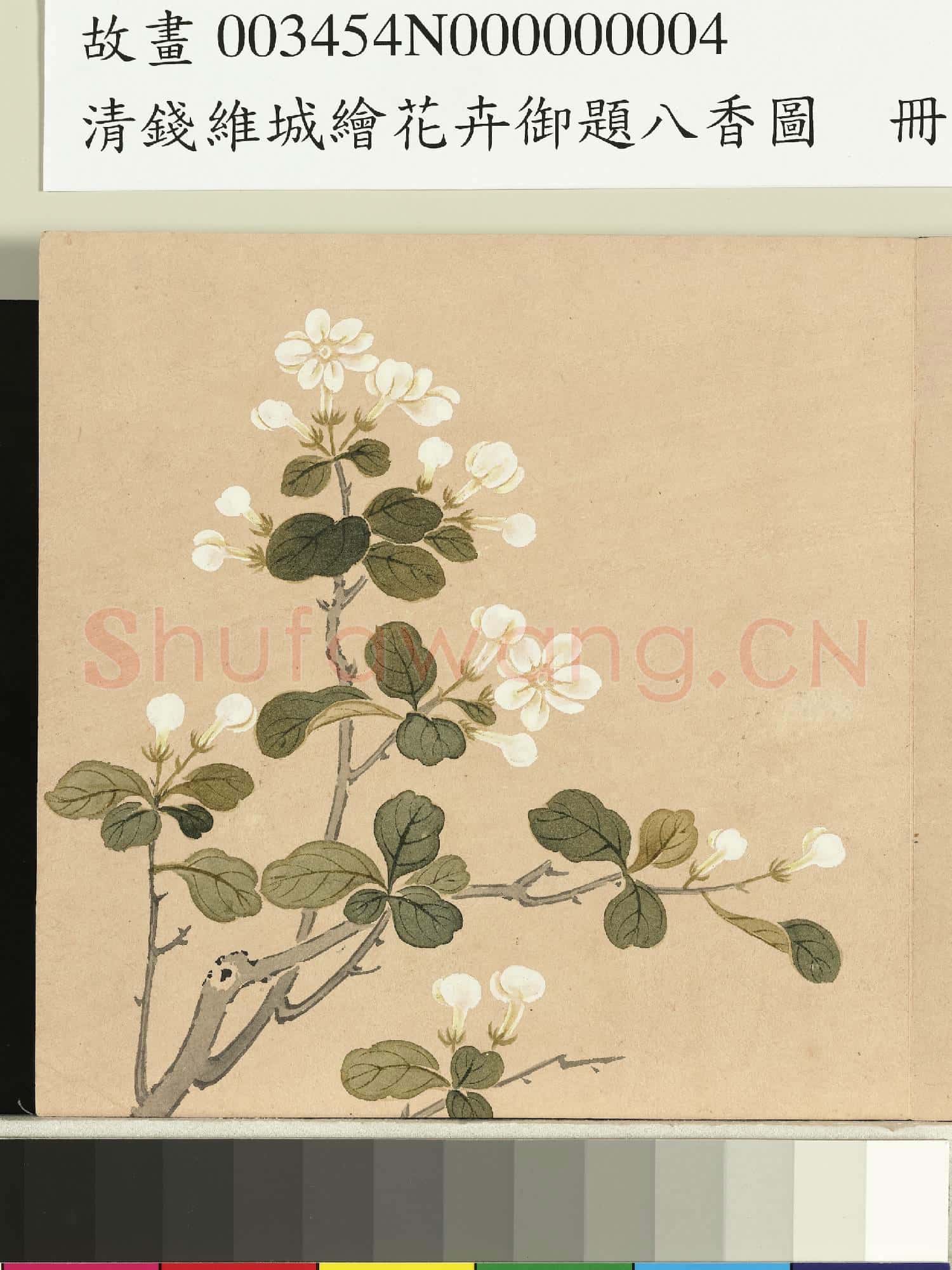 清錢維城繪花卉御題八香圖.冊.茉莉故畫