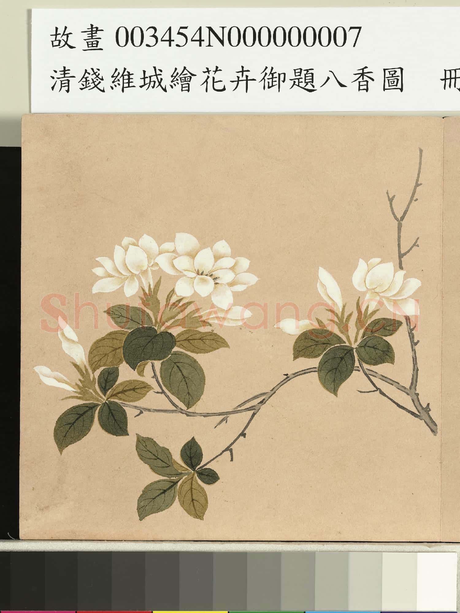 清錢維城繪花卉御題八香圖.冊.梔枝故畫
