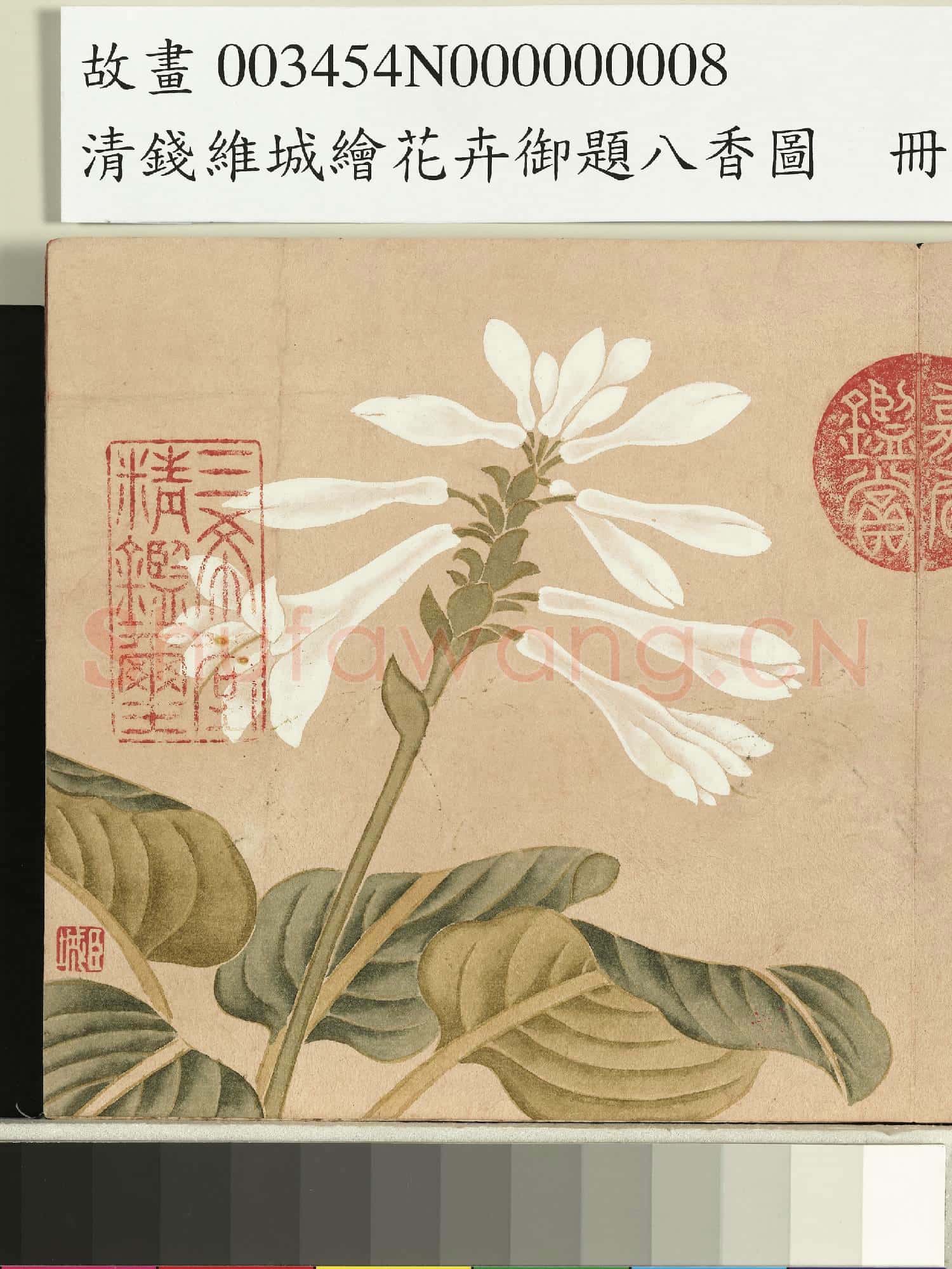 清錢維城繪花卉御題八香圖.冊.玉簪花故畫
